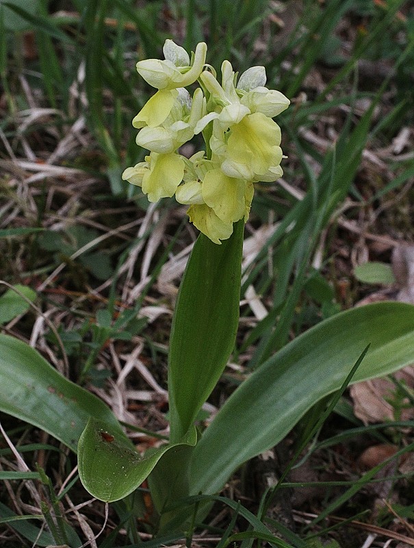 k-Orchis Pallens II.JPG