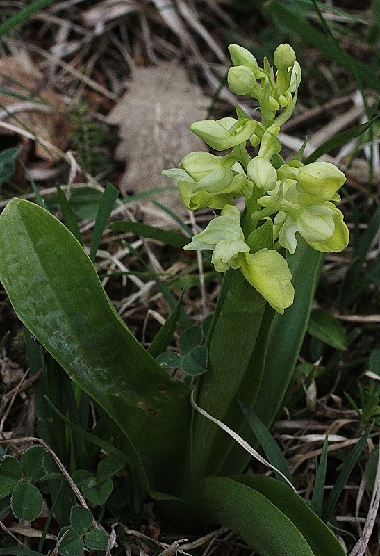 k-Orchsi pallens I.JPG