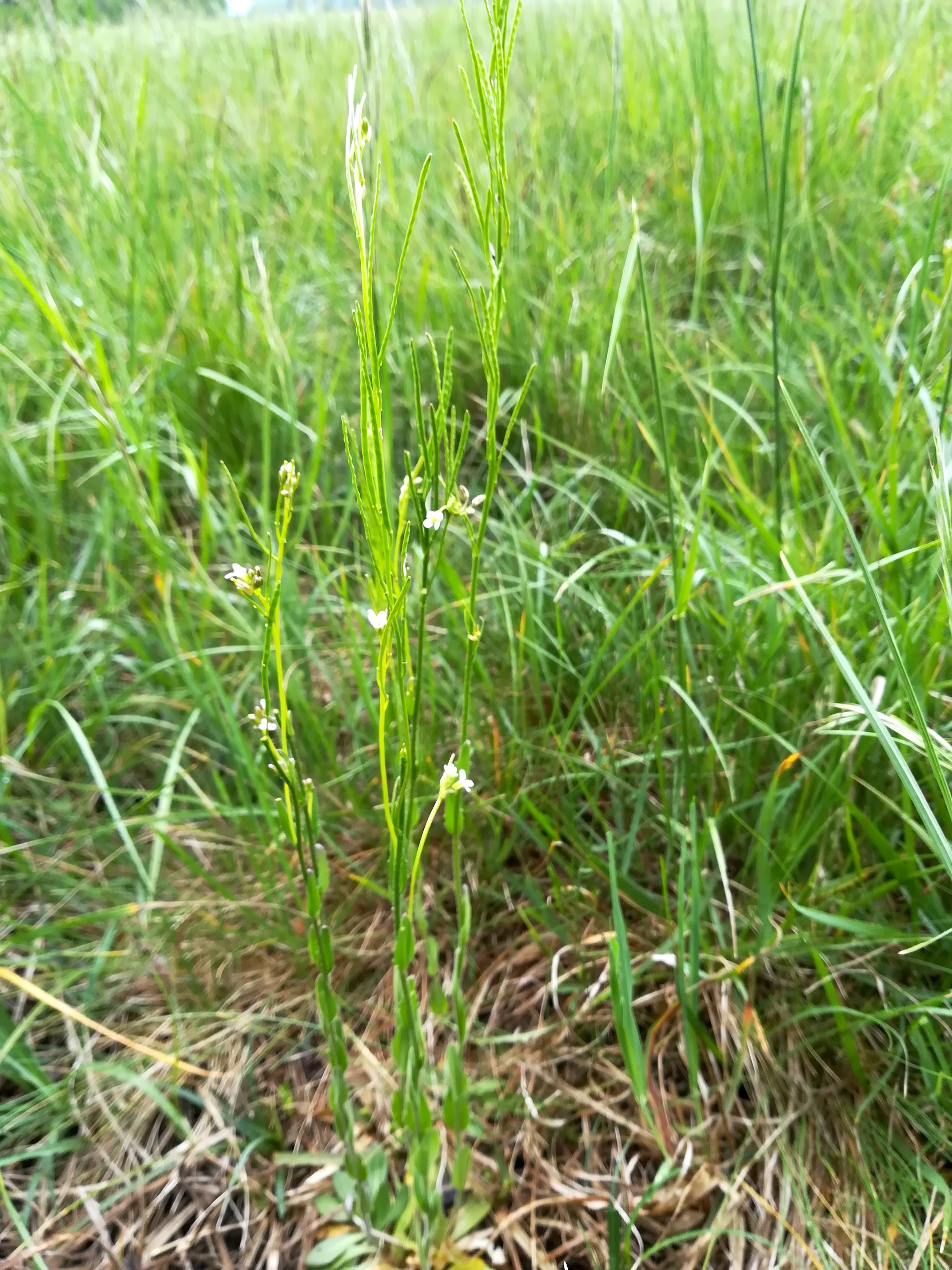 arabis nemorensis neu-mitterndorf bachlüsse_20190503_133309.jpg