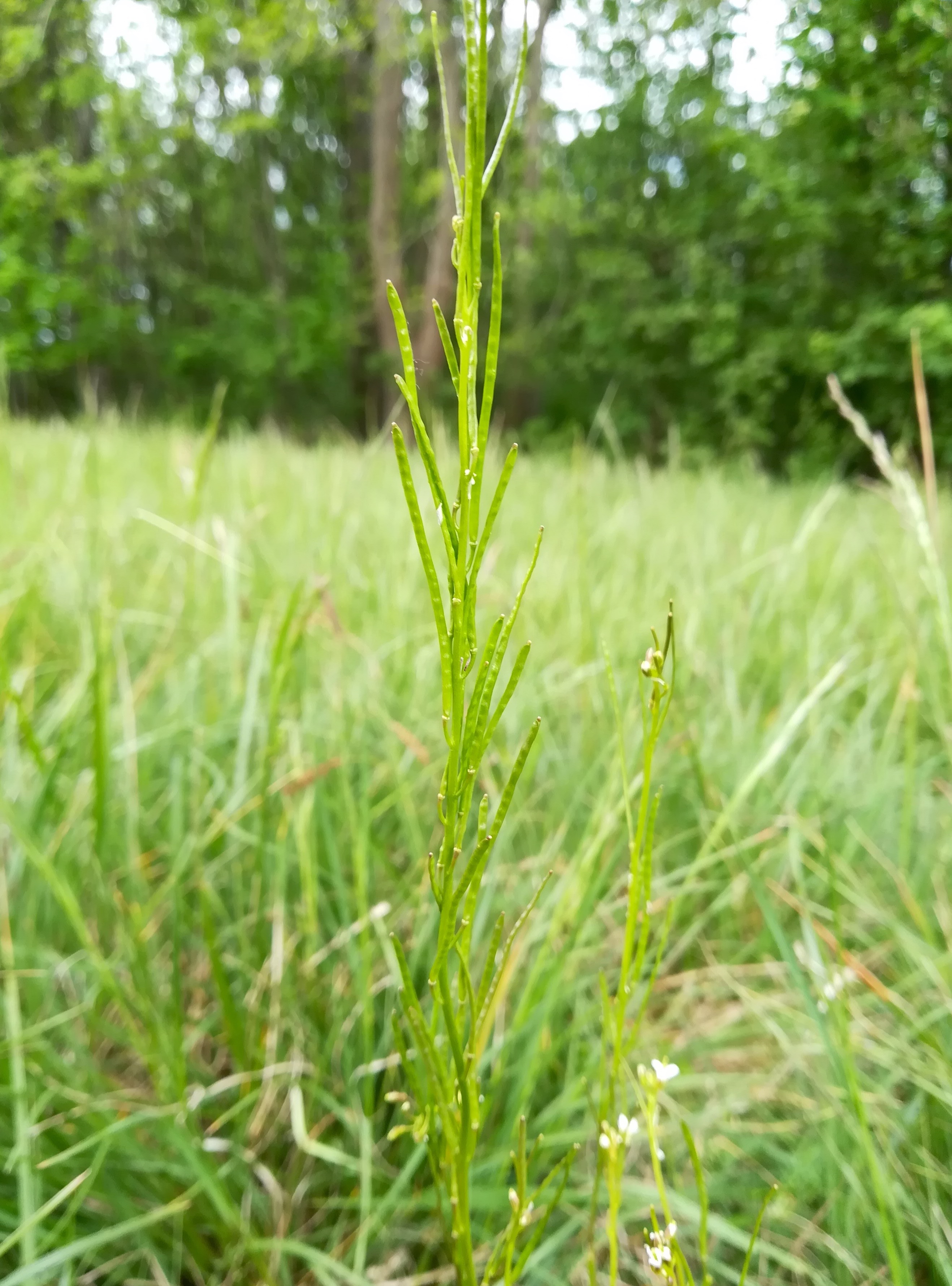 arabis nemorensis neu-mitterndorf bachlüsse_20190503_133410.jpg