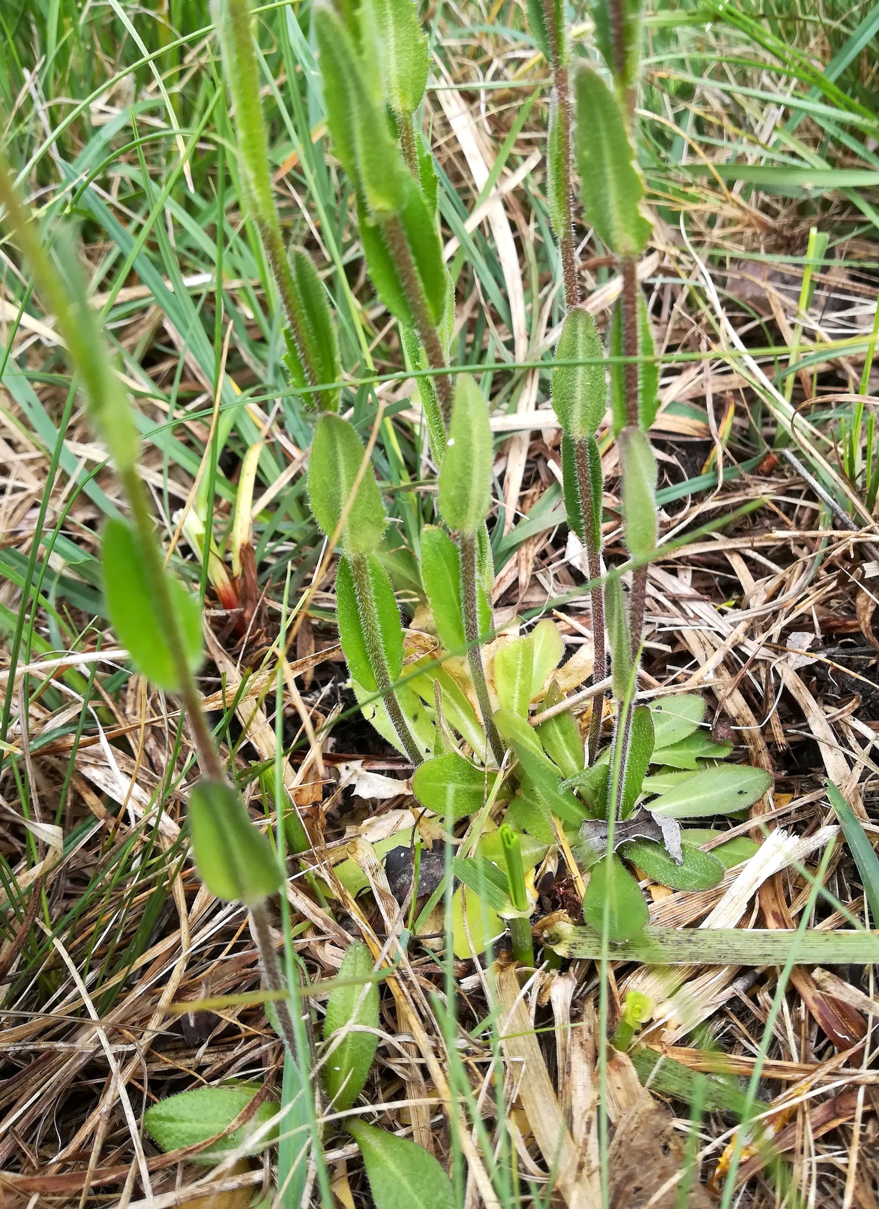 arabis nemorensis neu-mitterndorf bachlüsse_20190503_133430.jpg