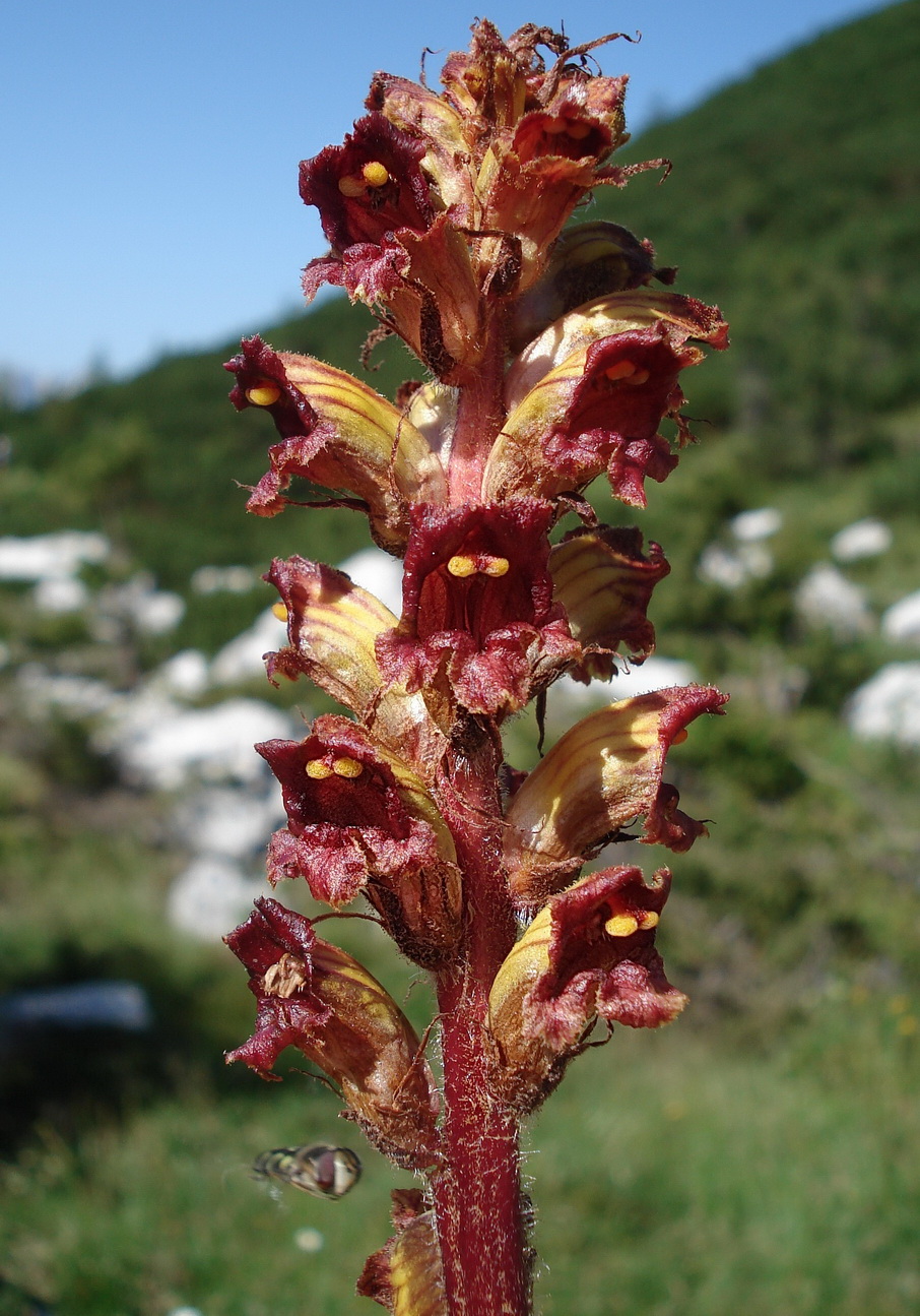 Orobanche.gracilis.I-Bellun.Dolom.Forcella .Moschesin.JPG