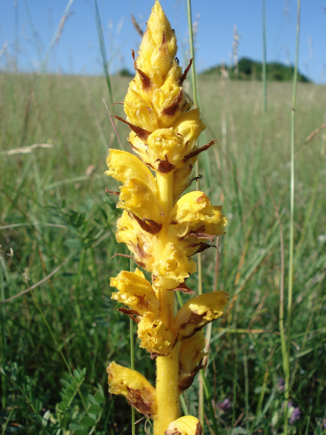 Orobanche.gracilis.fo.lutea.B-Stotzinger.Hei.26.5.18.JPG