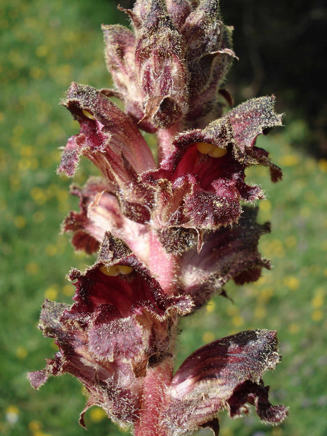 Orobanche.gracilis.I-Marken.Sibillin. Pretare.JPG