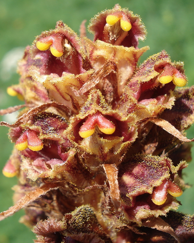 Orobanche.gracilis.I-Montasch .1.7.2018.JPG