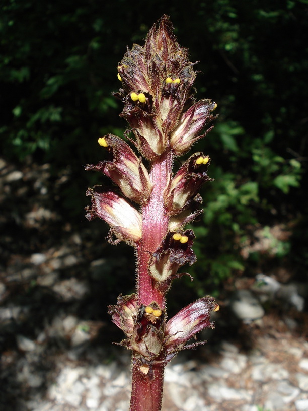 Orobanche.gracilis.Mazedon.Treska-Schlucht.09.06.2010.jpg