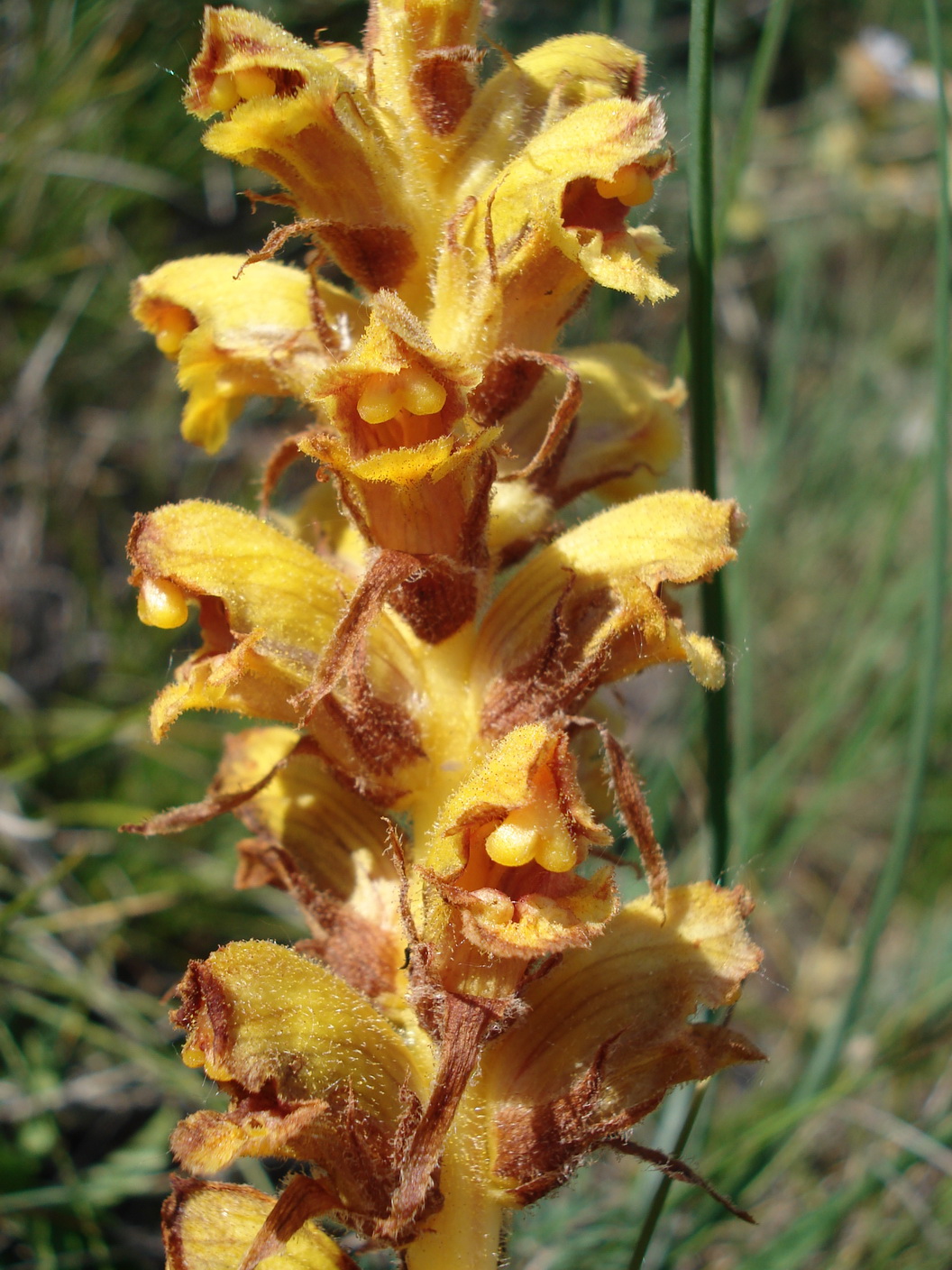 Orobanche.gracilis.N-Hundsheimer.Berg.JPG