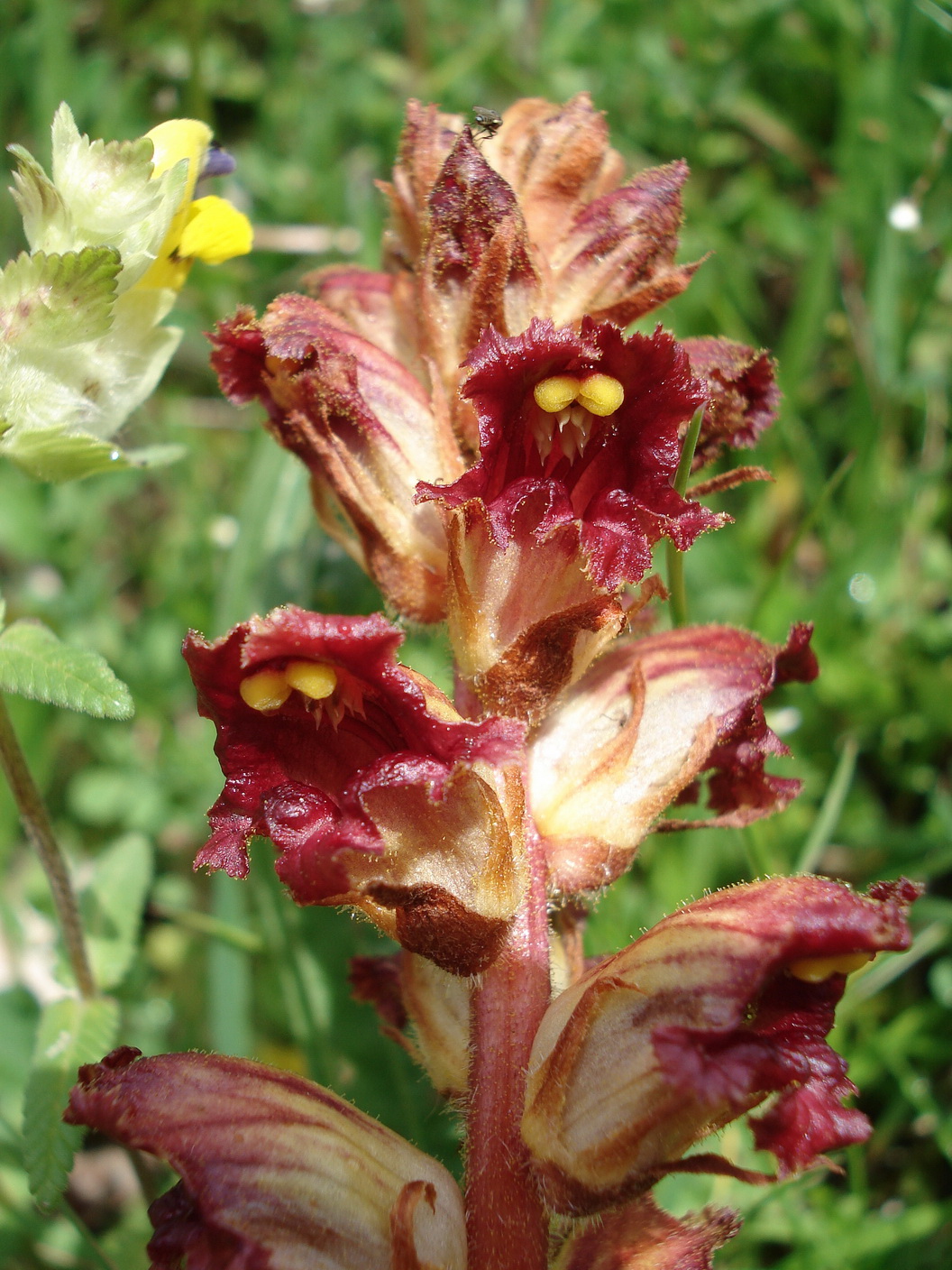 Orobanche.gracilis.St-Spechtensee.bei. Wörschachwald.JPG