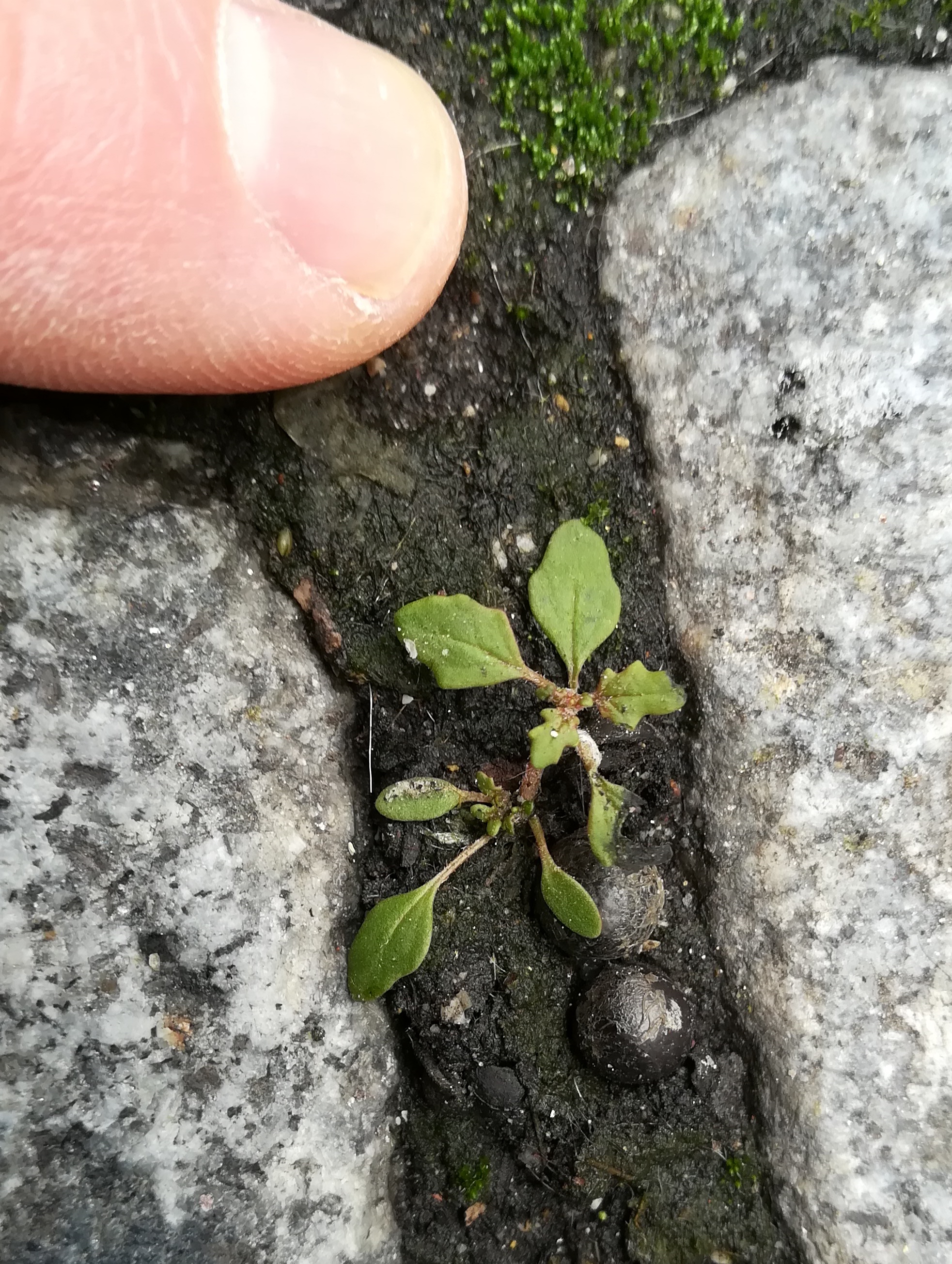 dysphania pumilio bacherplatz_20190506_120814 2.jpg