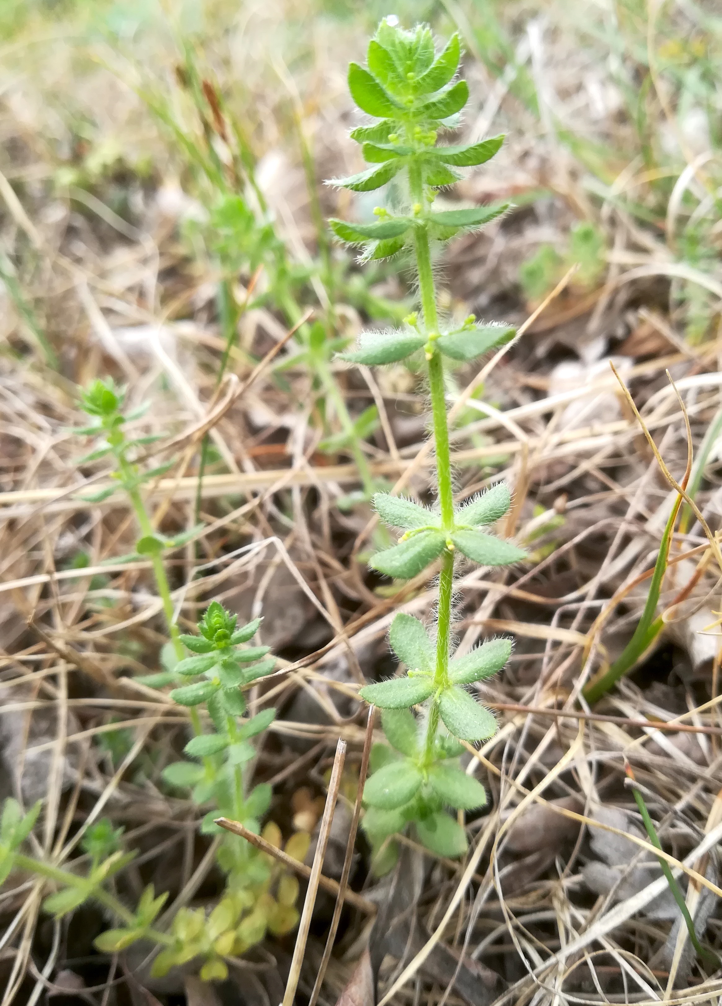 cruciata pedemontana wacholderheide obersiebenbrunn_20190427_114921.jpg