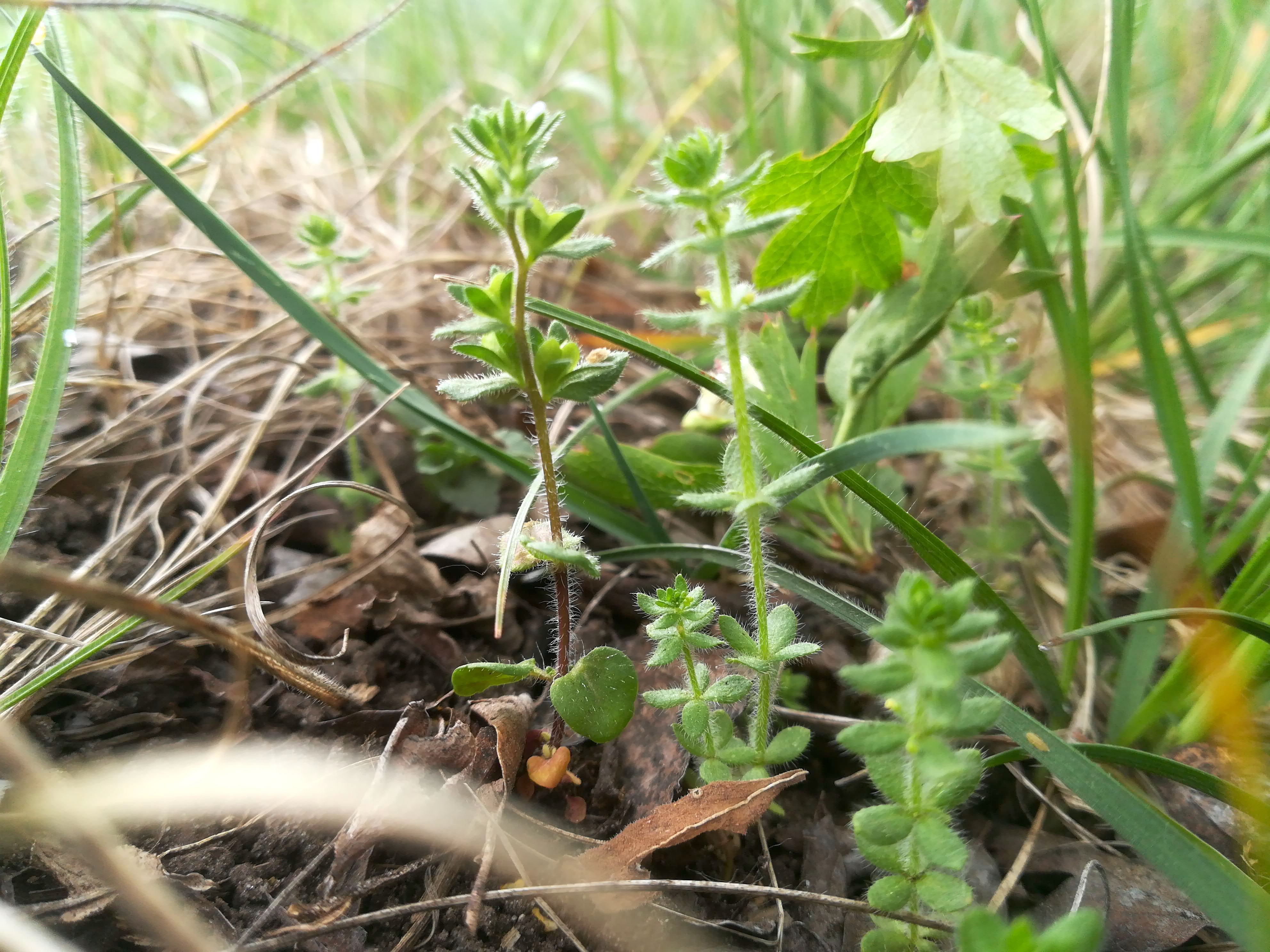 veronica praecox und cruciata pedemontana wacholderheide obersiebenbrunn_20190427_115143.jpg