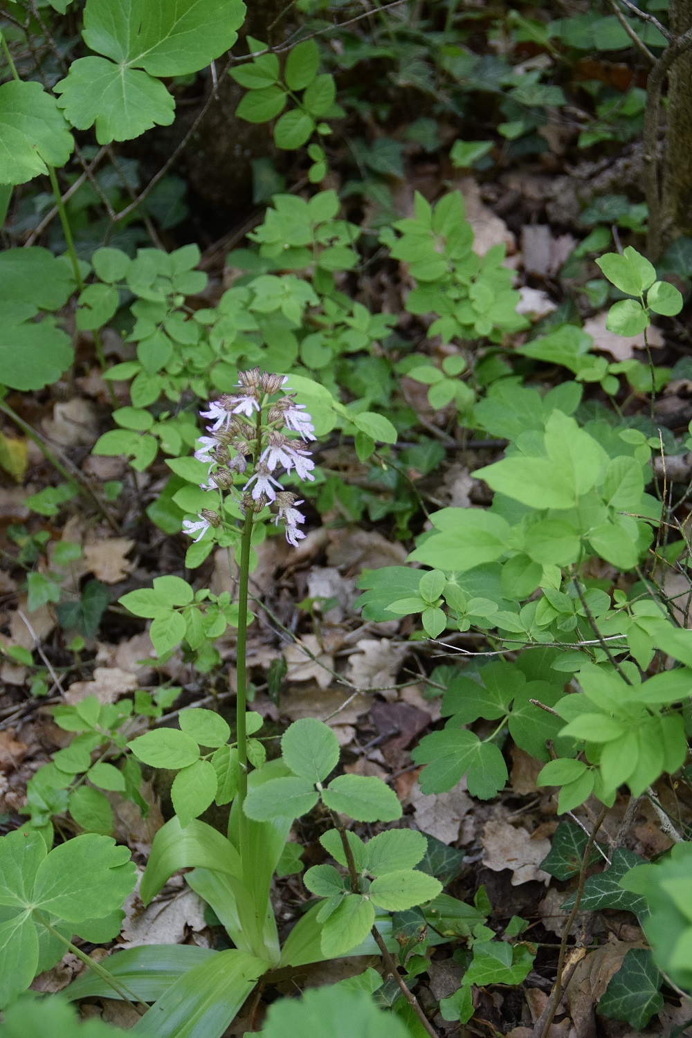 Wien - Himmelwiese-08052019-(11) - Orchis purpurea - Purpur-Knabenkraut.JPG