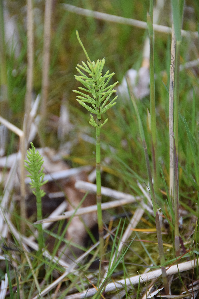 Bft-Gütenbachtal-07052019-(7).JPG