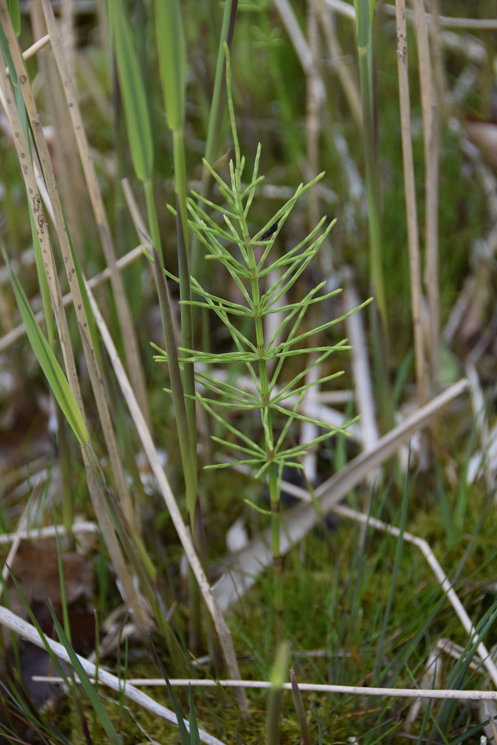 Bft-Gütenbachtal-07052019-(8).JPG