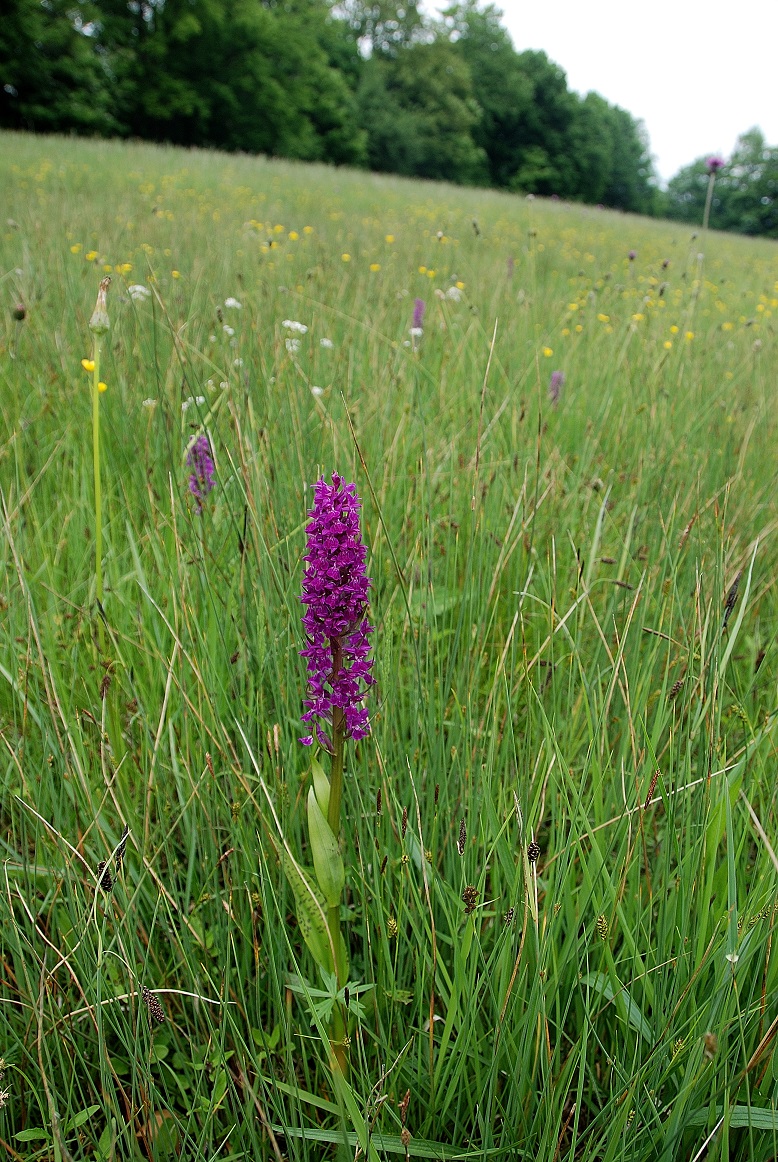 Gaisrückenwiese_25052015_(42) - Dactylorhiza  - unbestimmt - Hybride.JPG