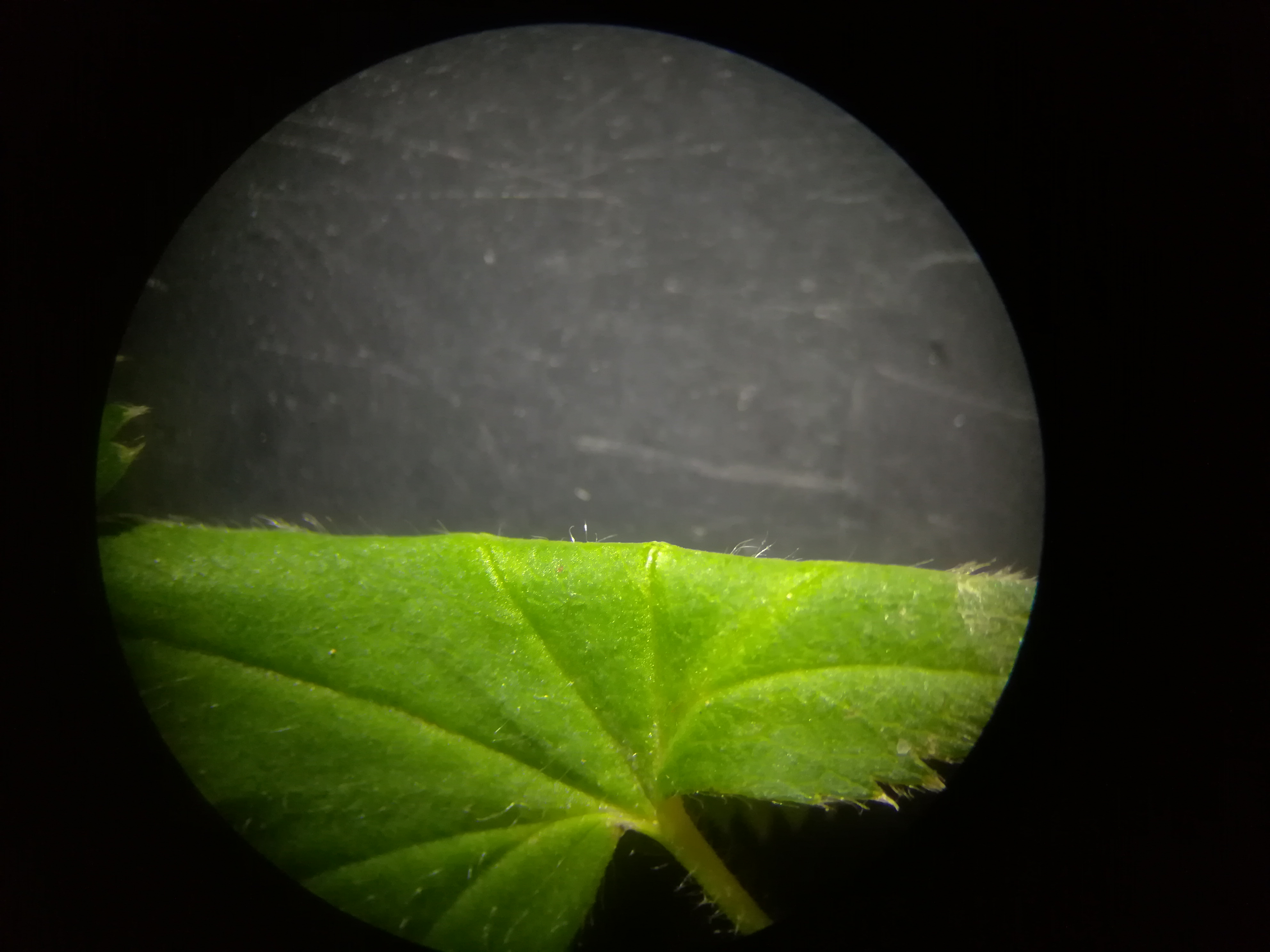 alchemilla cf. acutiloba kleiner mariazeller graben N reitel-graben bei klein mariazell gem. altenmarkt - triesting_20190510_152251.jpg