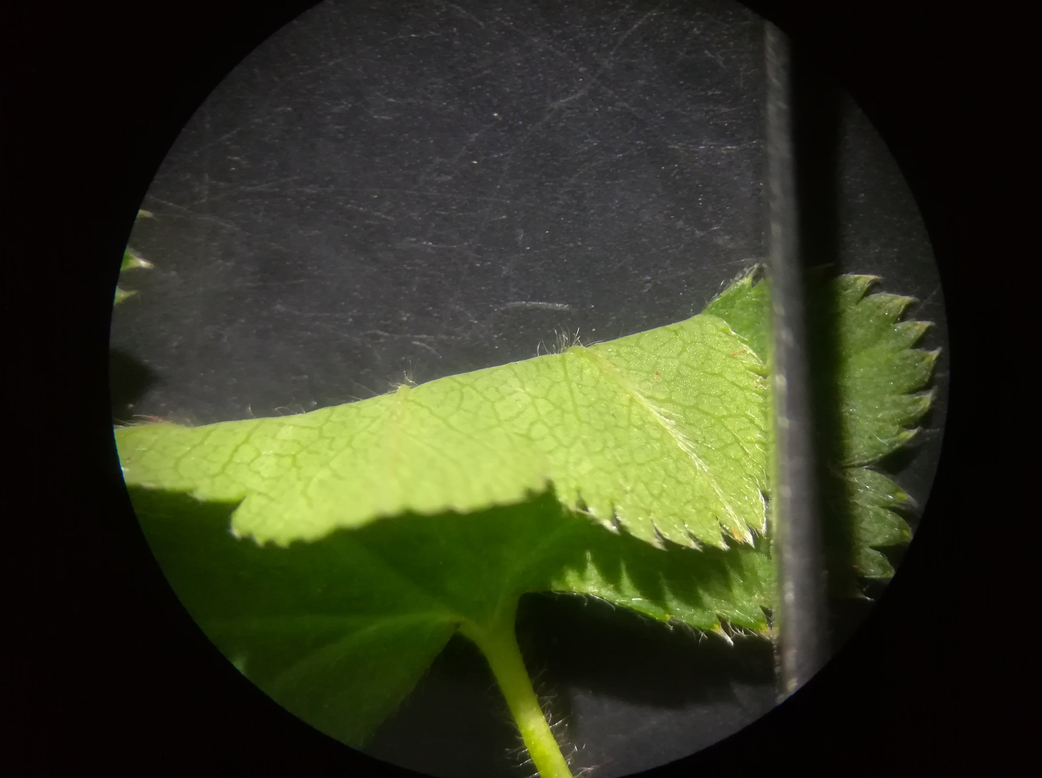 alchemilla cf. acutiloba kleiner mariazeller graben N reitel-graben bei klein mariazell gem. altenmarkt - triesting_20190510_152433.jpg