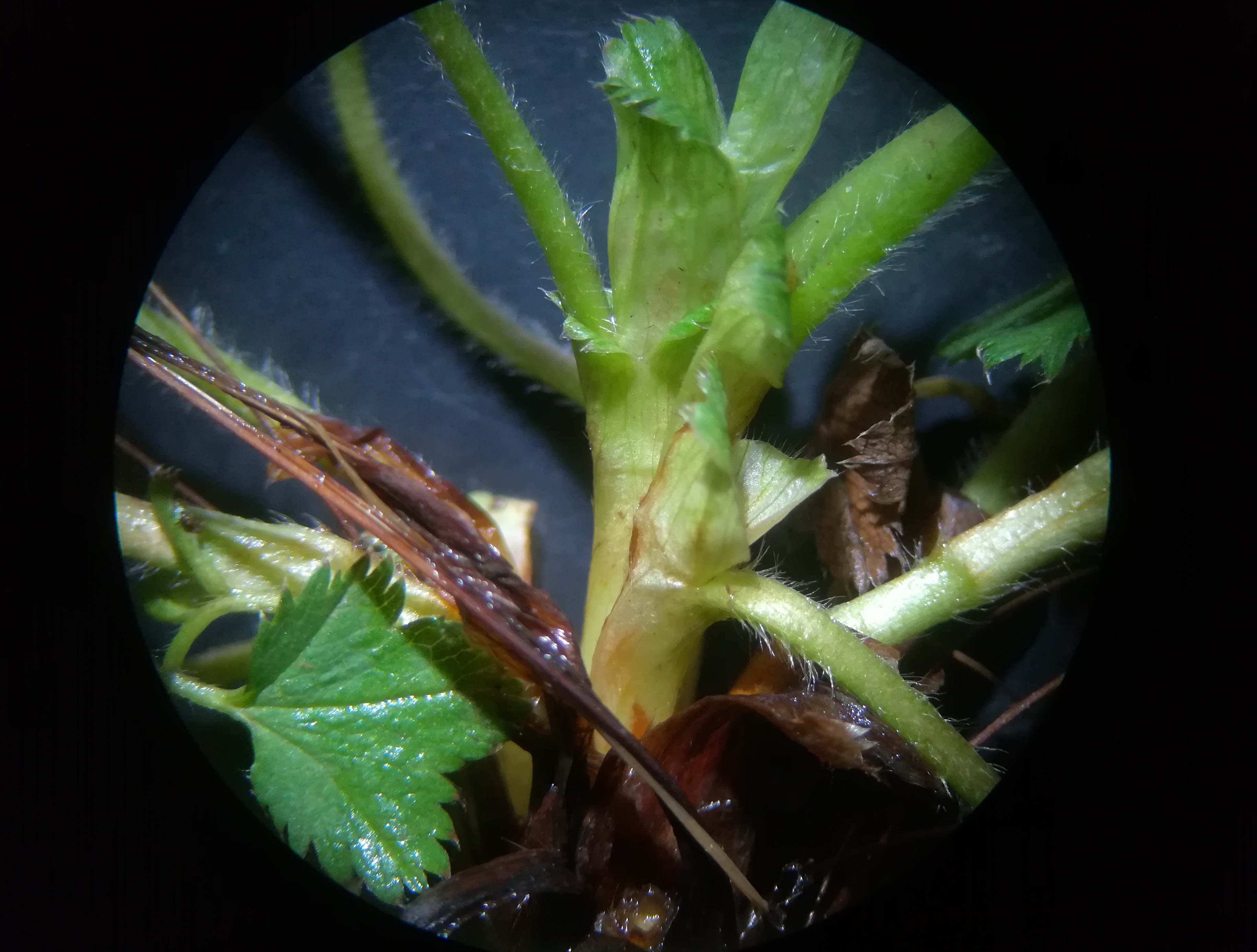 alchemilla cf. acutiloba kleiner mariazeller graben N reitel-graben bei klein mariazell gem. altenmarkt - triesting_20190510_153206.jpg