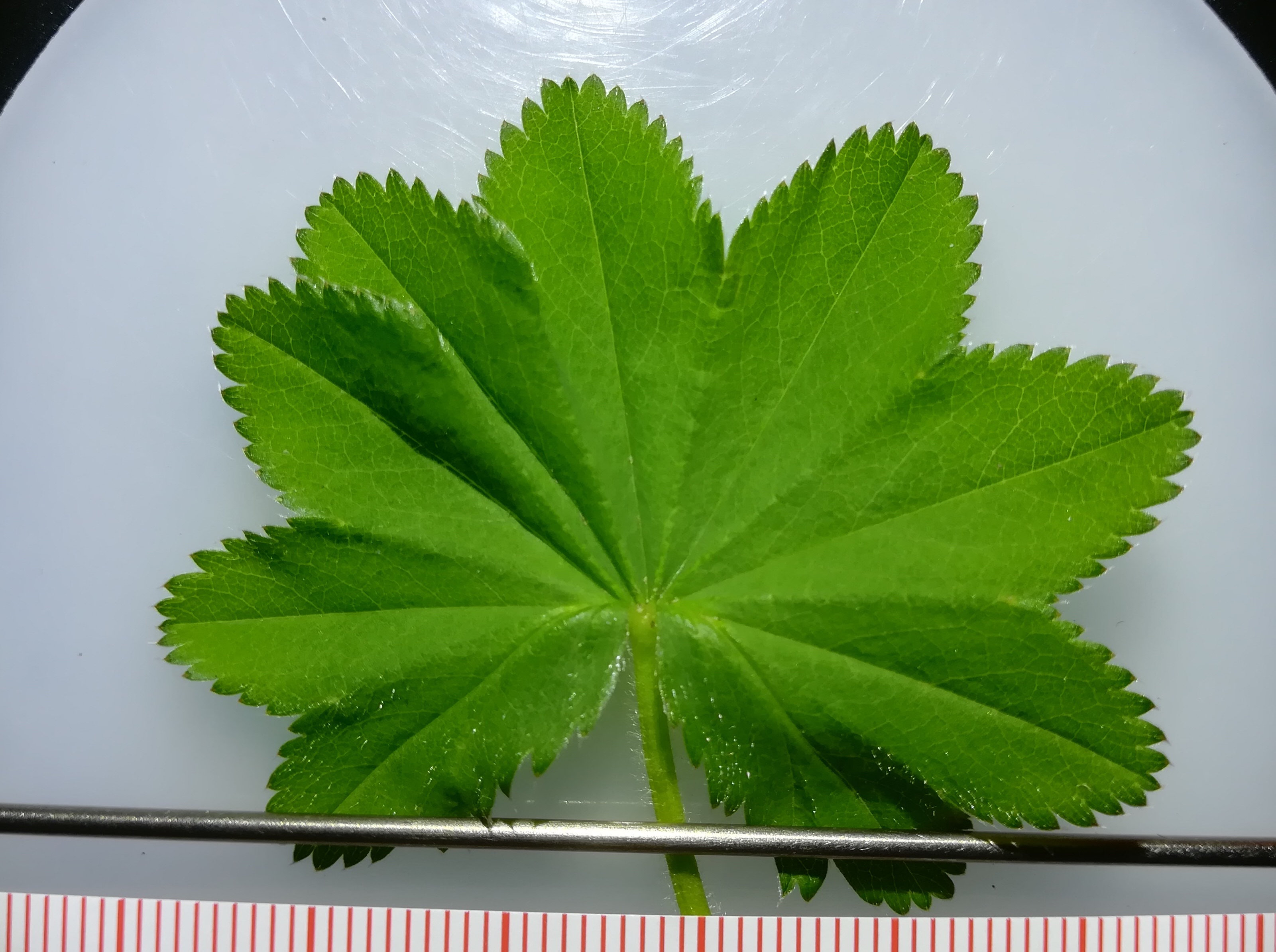 alchemilla cf. acutiloba kleiner mariazeller graben N reitel-graben bei klein mariazell gem. altenmarkt - triesting_20190510_151738.jpg