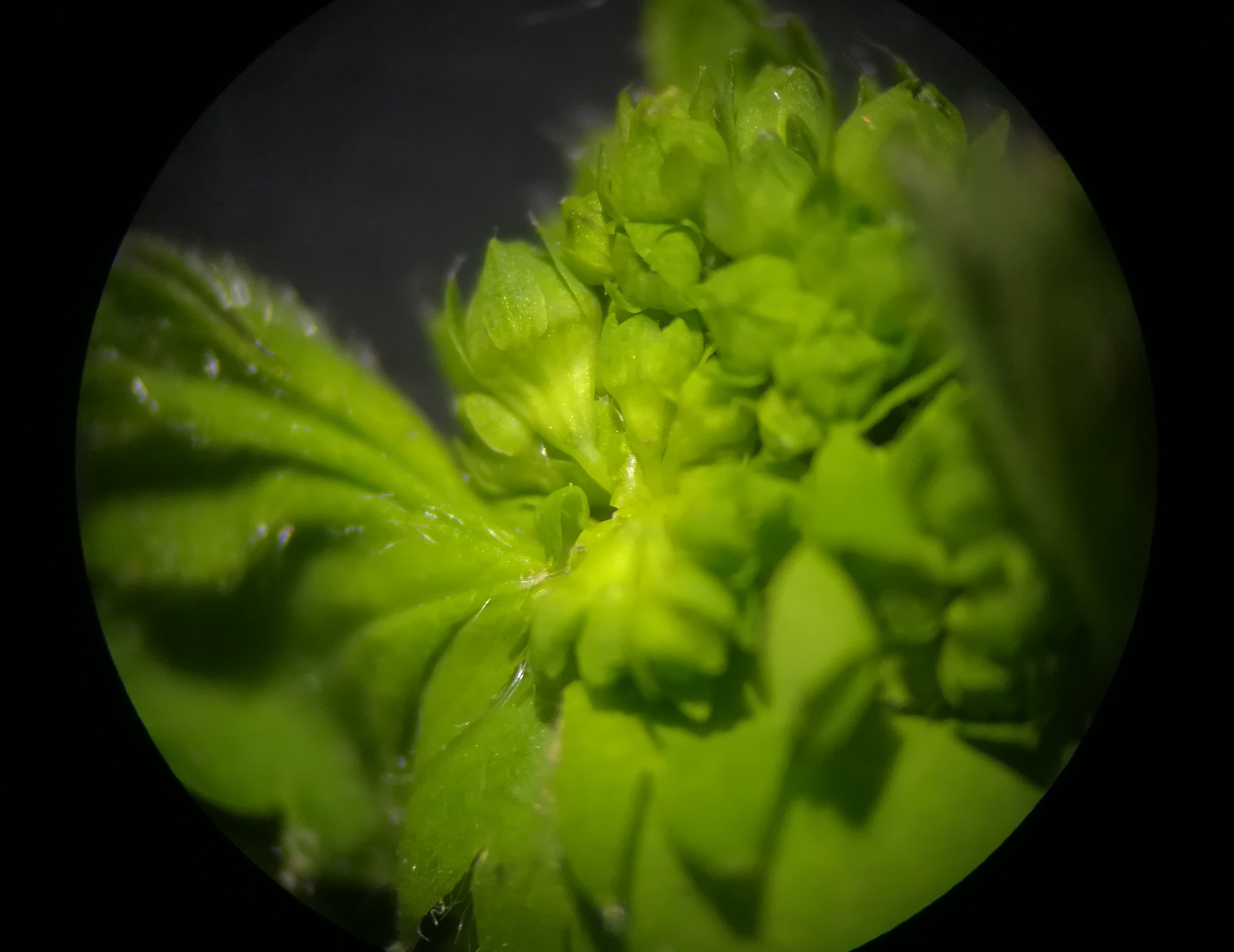 alchemilla cf. acutiloba kleiner mariazeller graben N reitel-graben bei klein mariazell gem. altenmarkt - triesting_20190510_152759.jpg