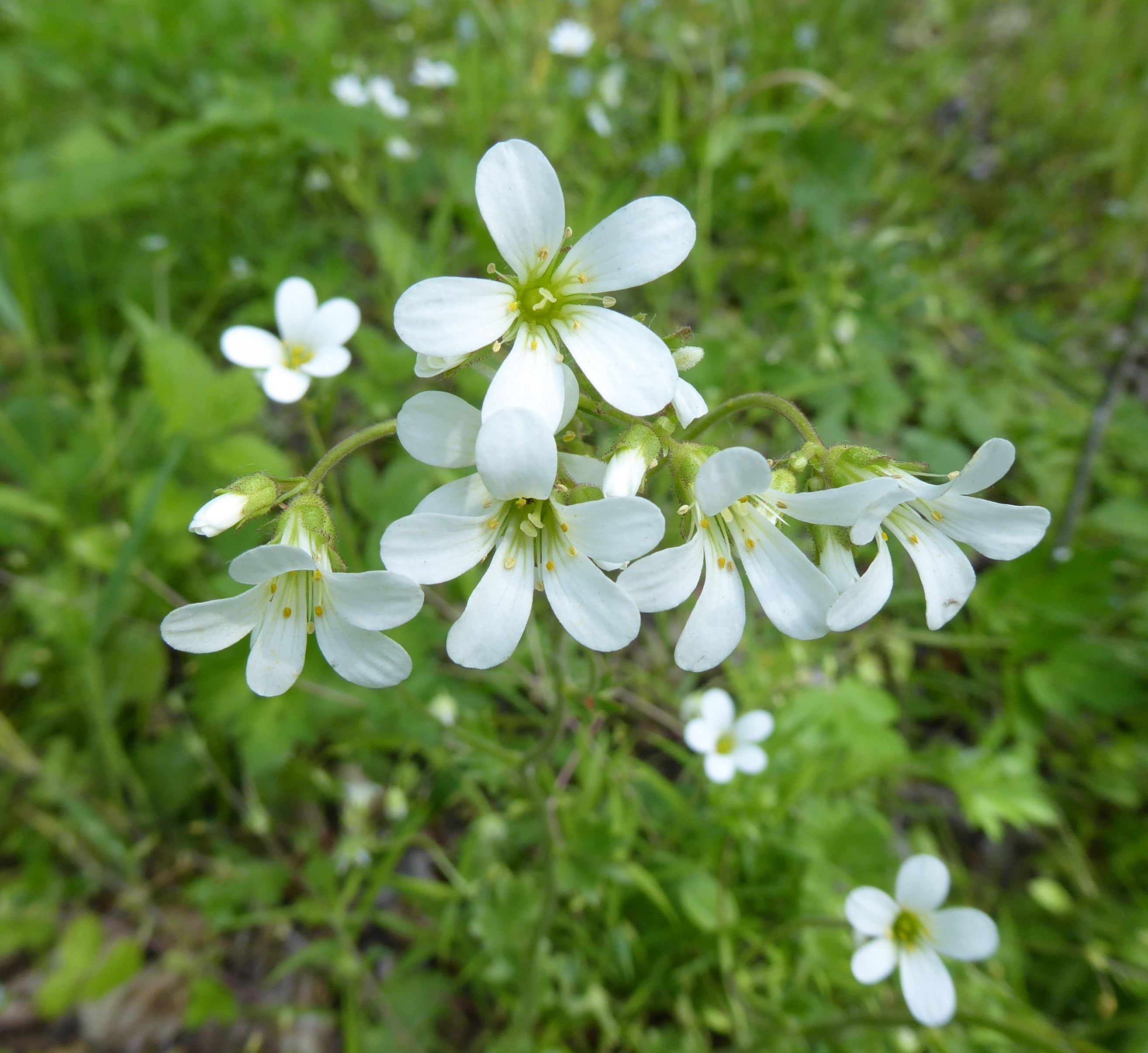 01P1040585  Saxifraga x.jpg