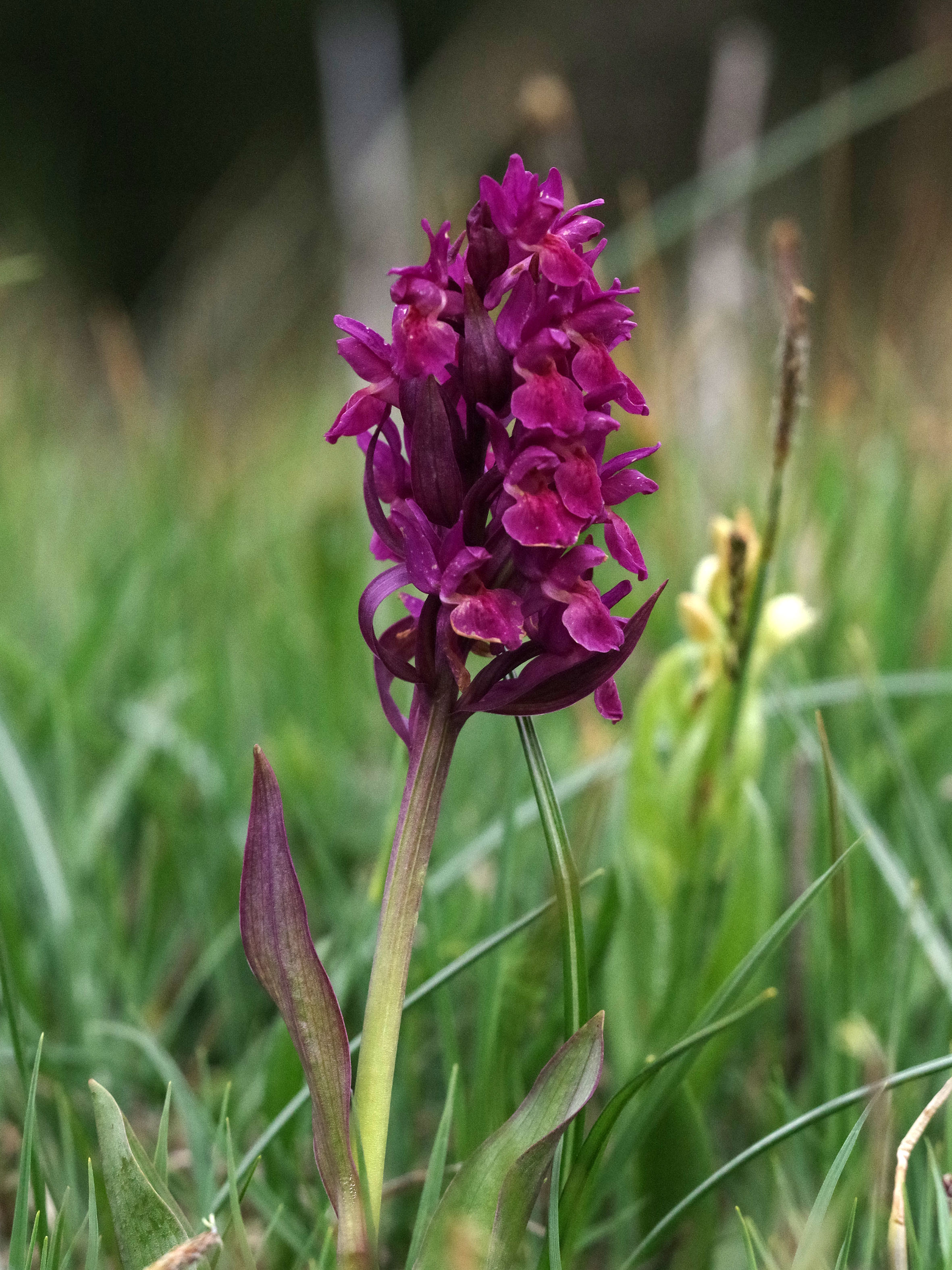 Dactylorhiza sambucina_hohenau4.jpg