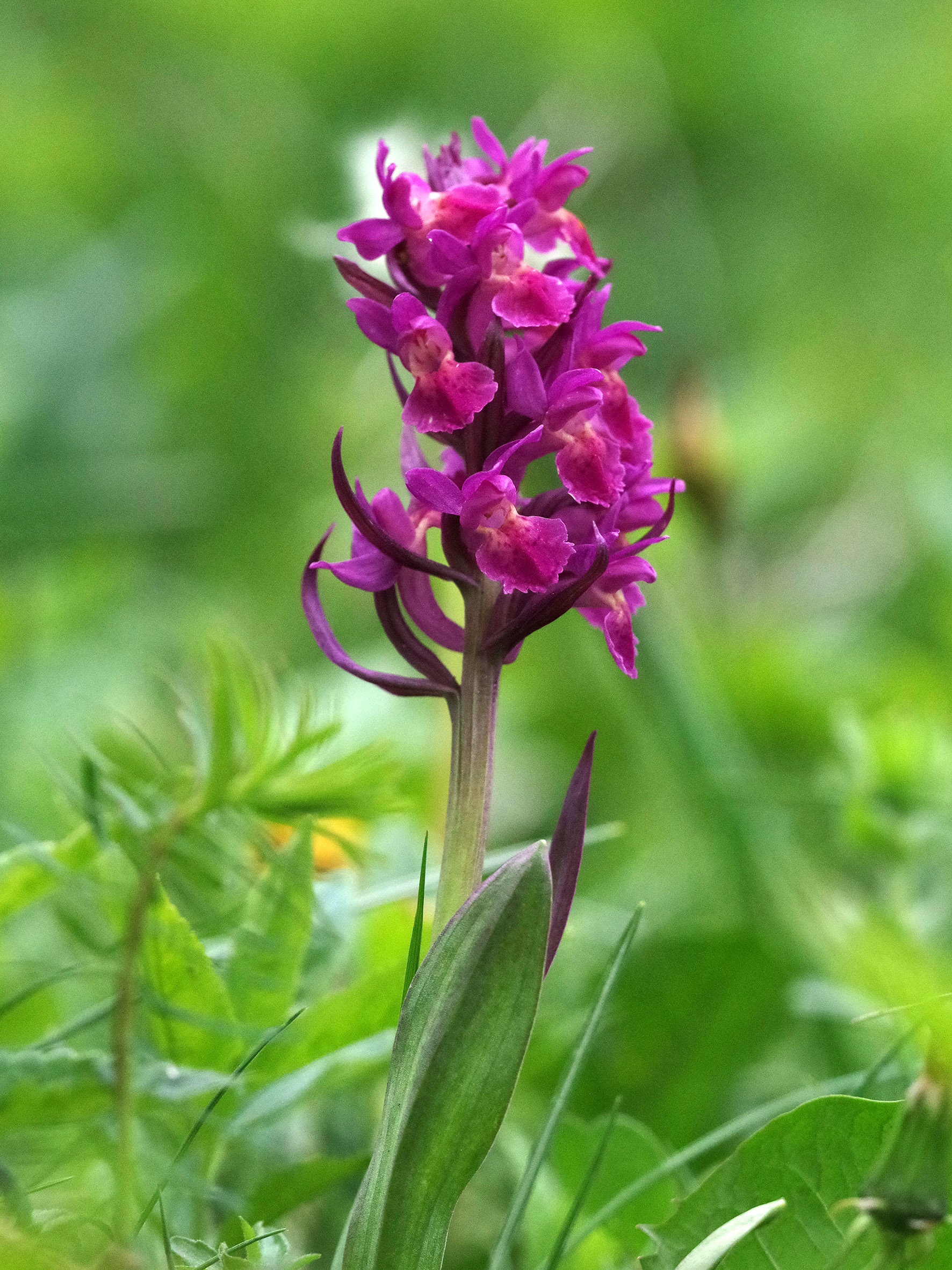 Dactylorhiza sambucina_hohenau3.jpg