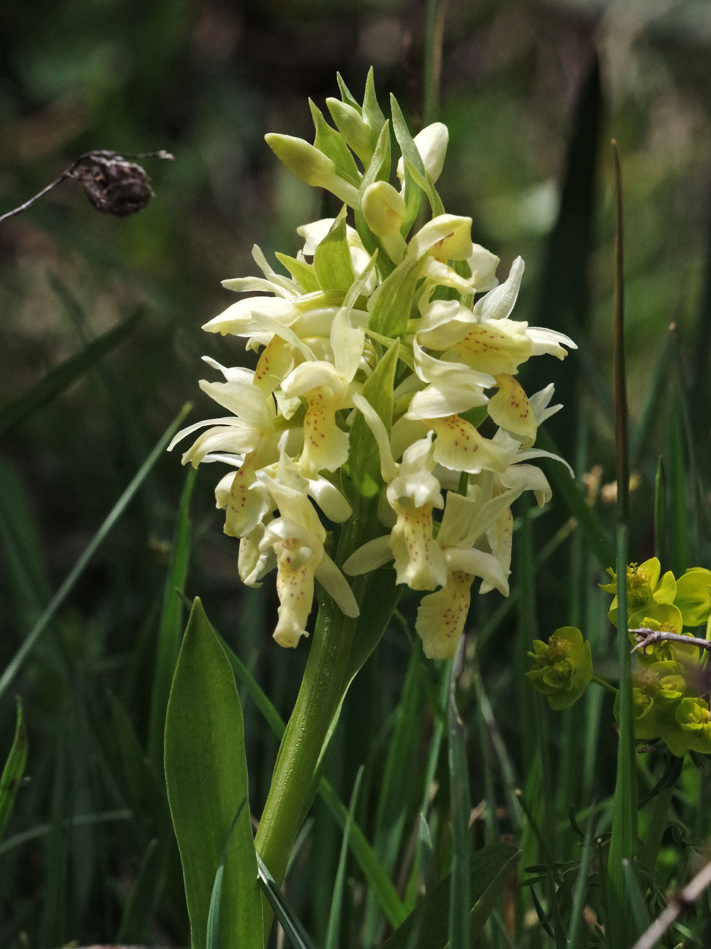 Dactylorhiza sambucina_hohenau2.jpg