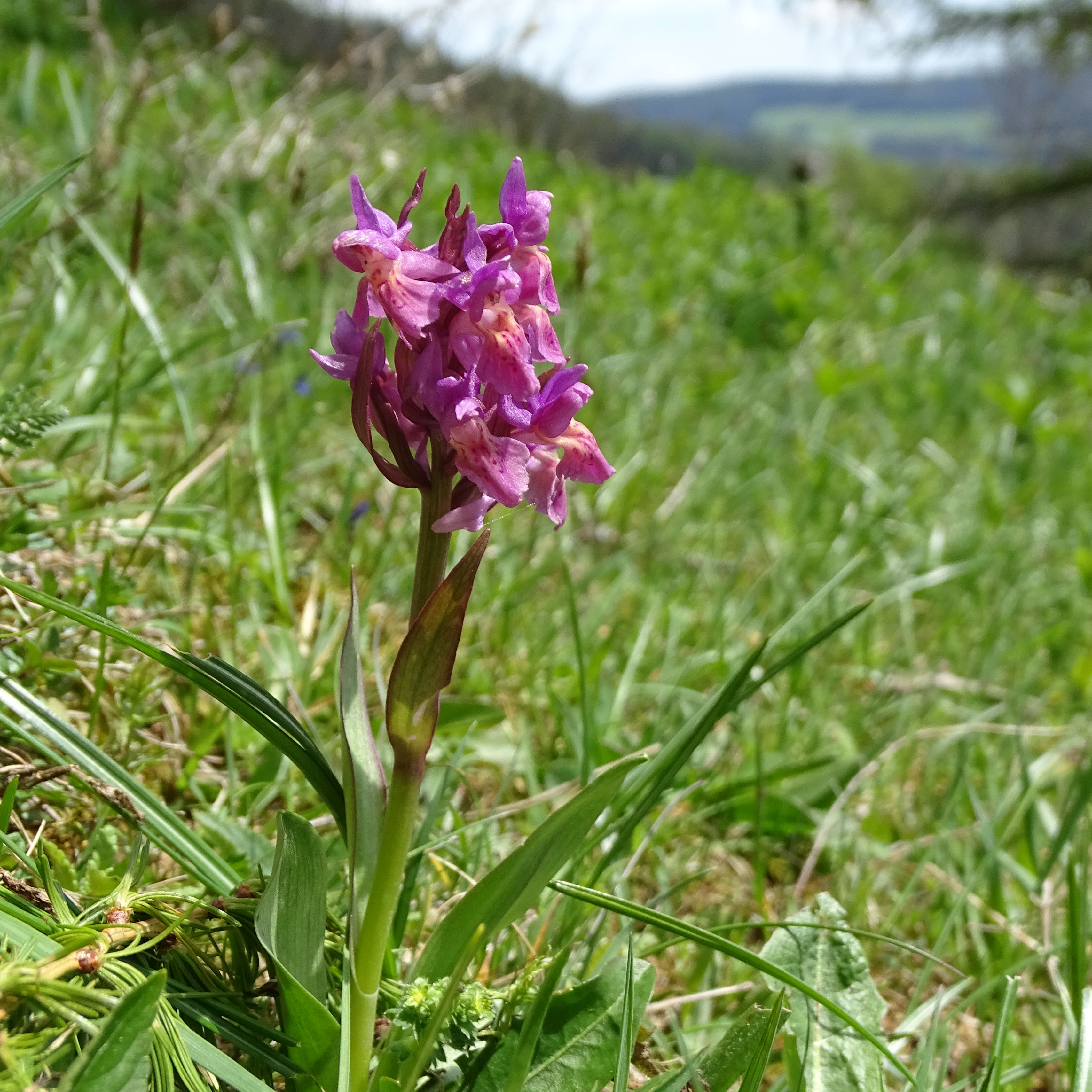 Dactylorhiza sambucina_hohenau1.jpg