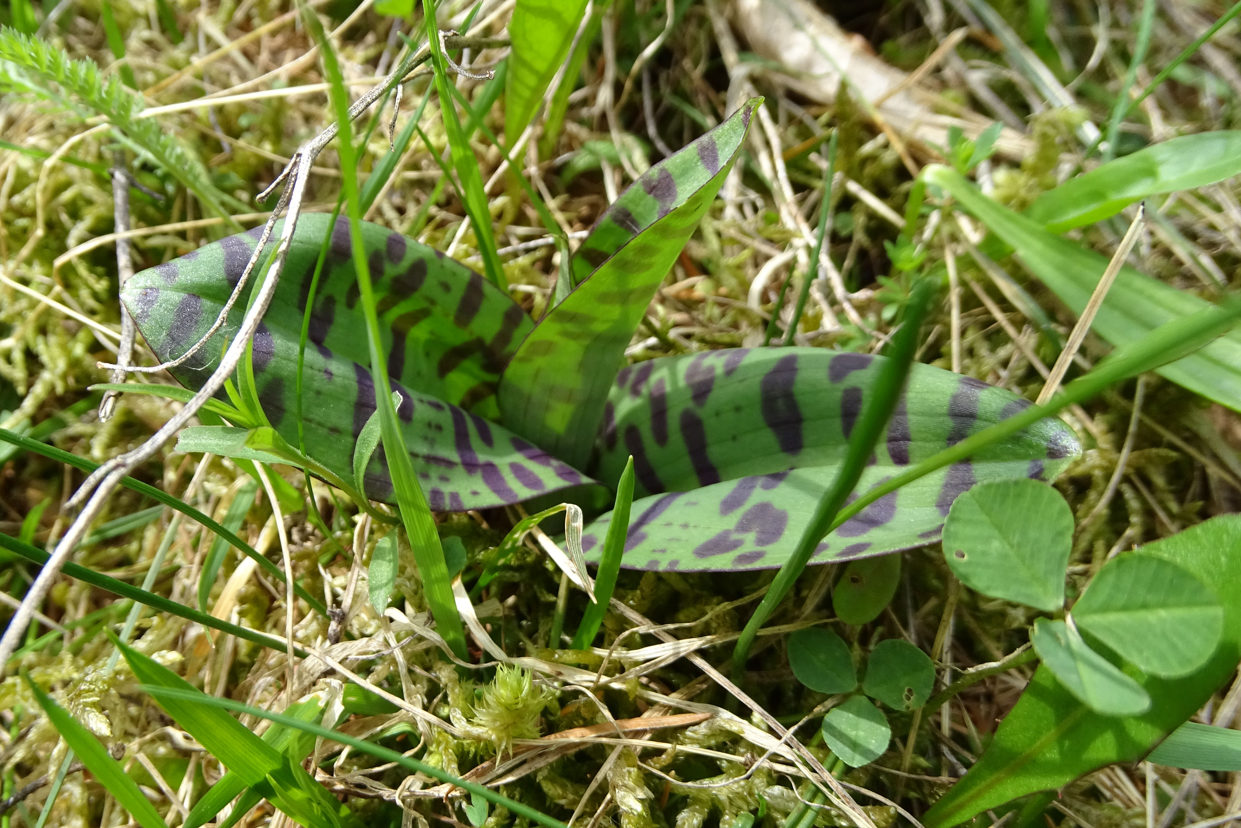 Dactylorhiza fuchsii_hohenau.jpg