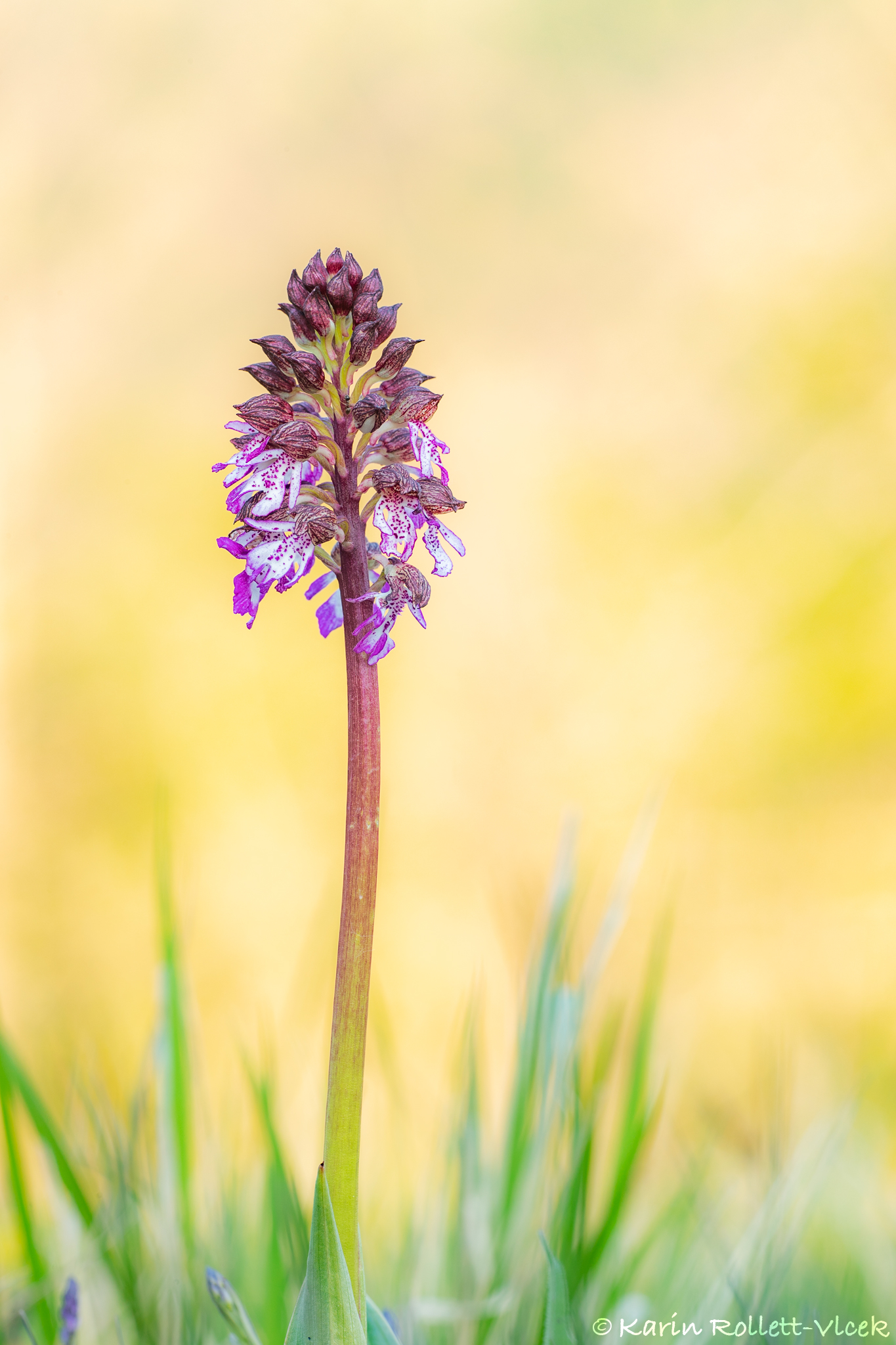 krv_purpurea_5595.jpg