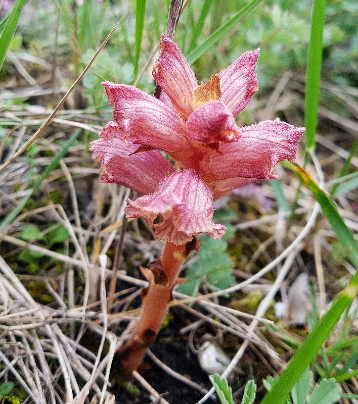 k-Orobanche I.jpg