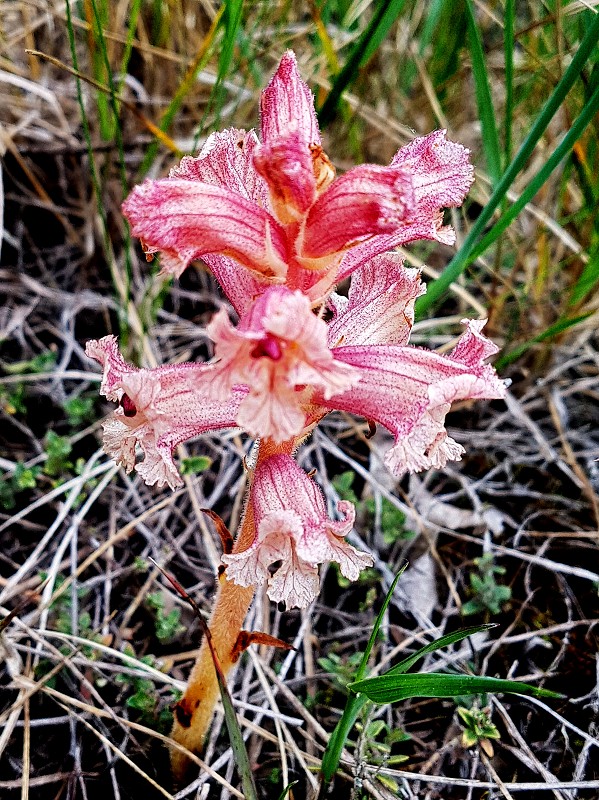 k-Orobanche II.jpg