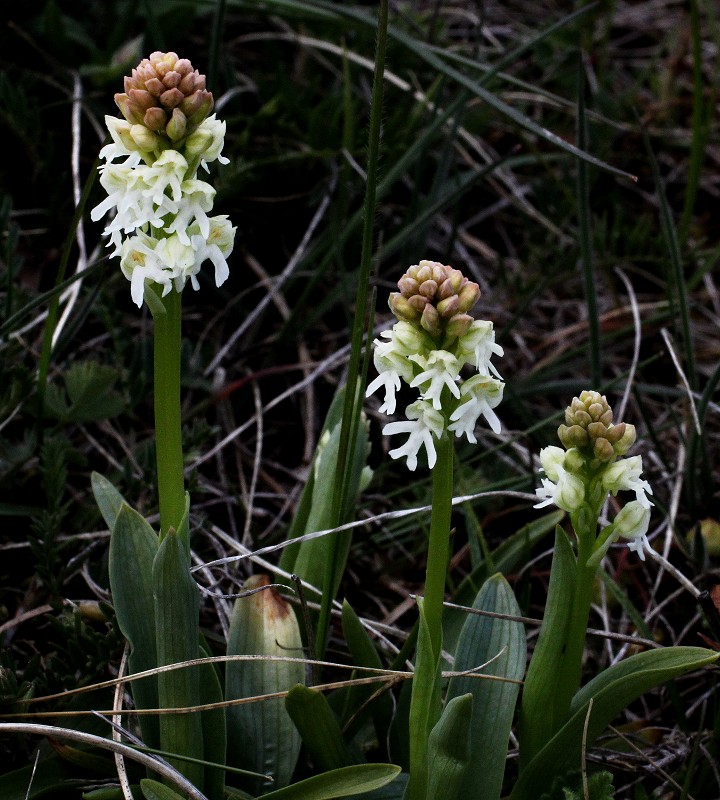 k-Albino Neotinea ustulata.JPG