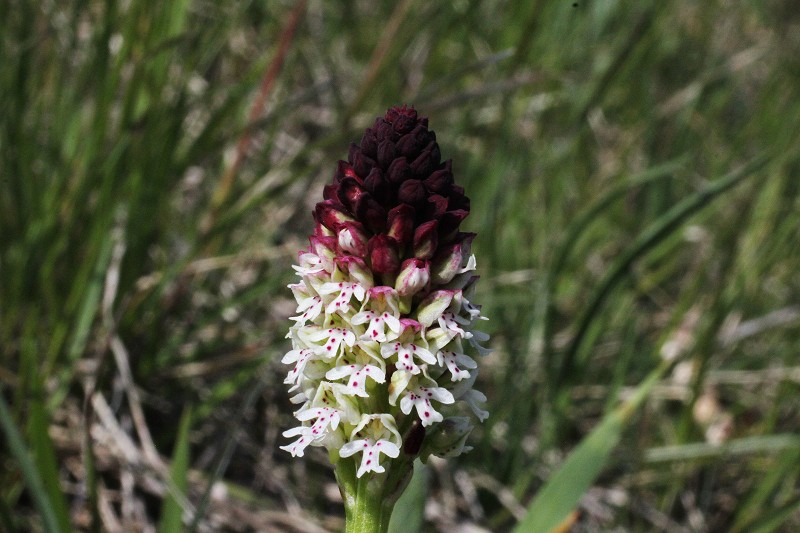 k-Neotinea ustulata IV.JPG