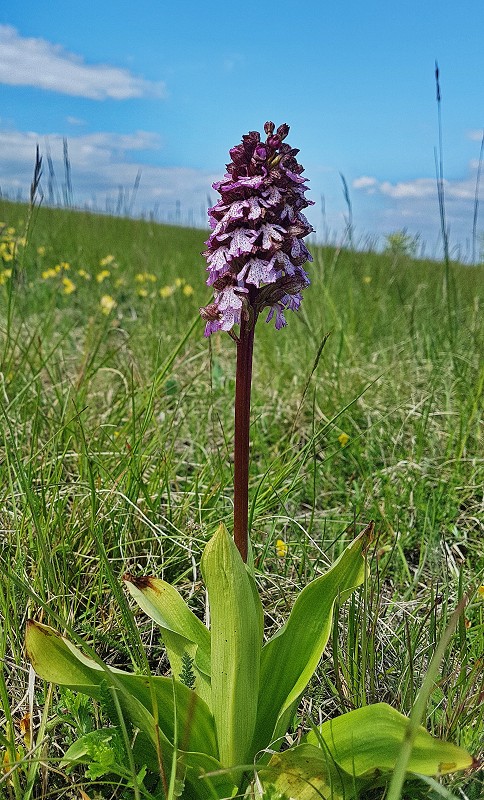 k-Orchis purpurea I.jpg