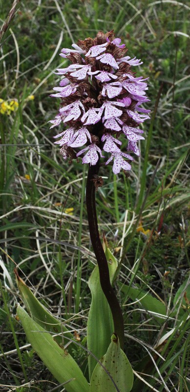 k-Orchis purpurea II.JPG