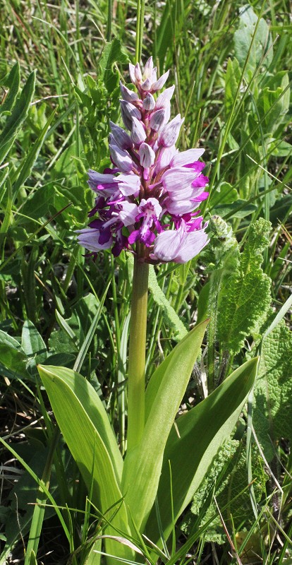 k-Anacamptis militaris.JPG