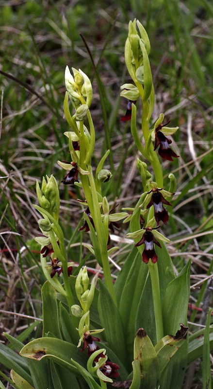 k-Ophrys insectifera I.JPG
