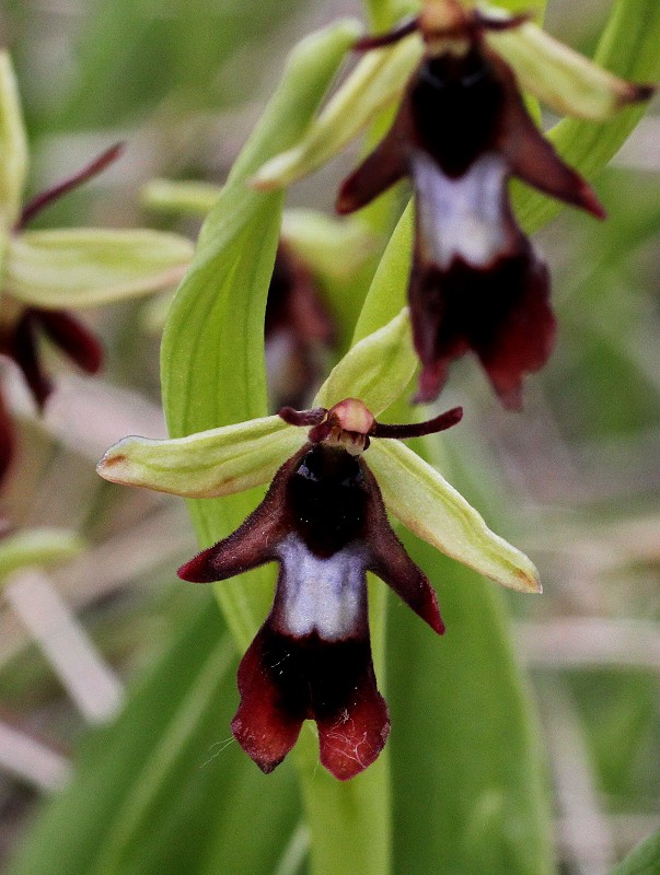 k-Ophrys insectifera Detail.JPG