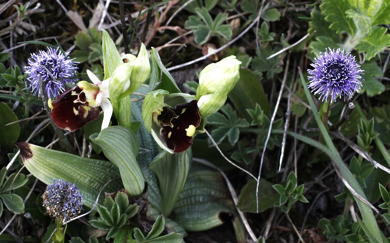 k-Ophrys Holoserica 1.JPG
