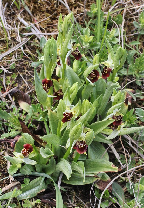 k-Ophrys holoserica Großfamilie.JPG