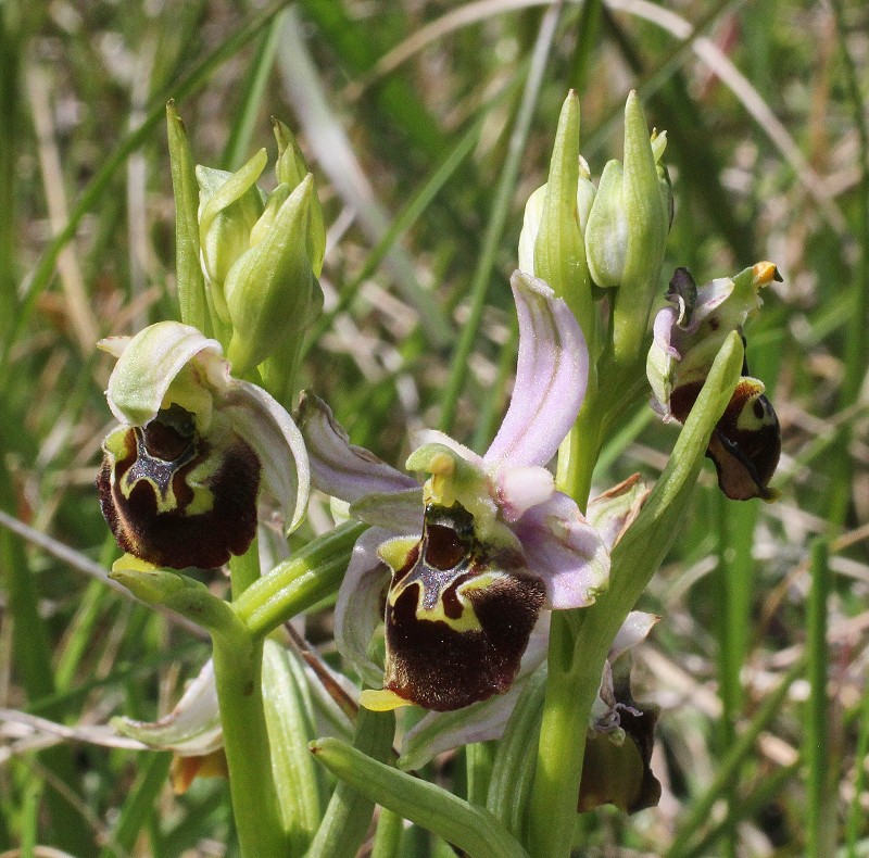 k-Ophrys holoserica rosa I.JPG