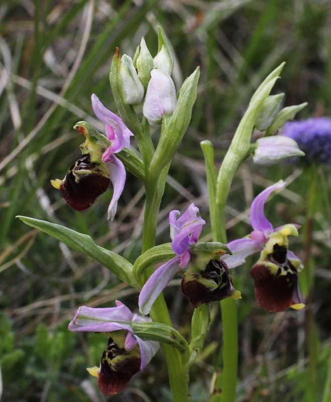 k-Ophrys holoserica rosa II.JPG