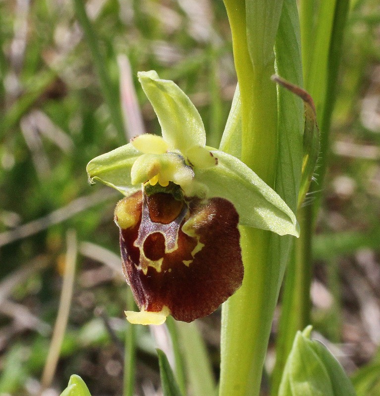 k-Ophrys holoserica grün.JPG