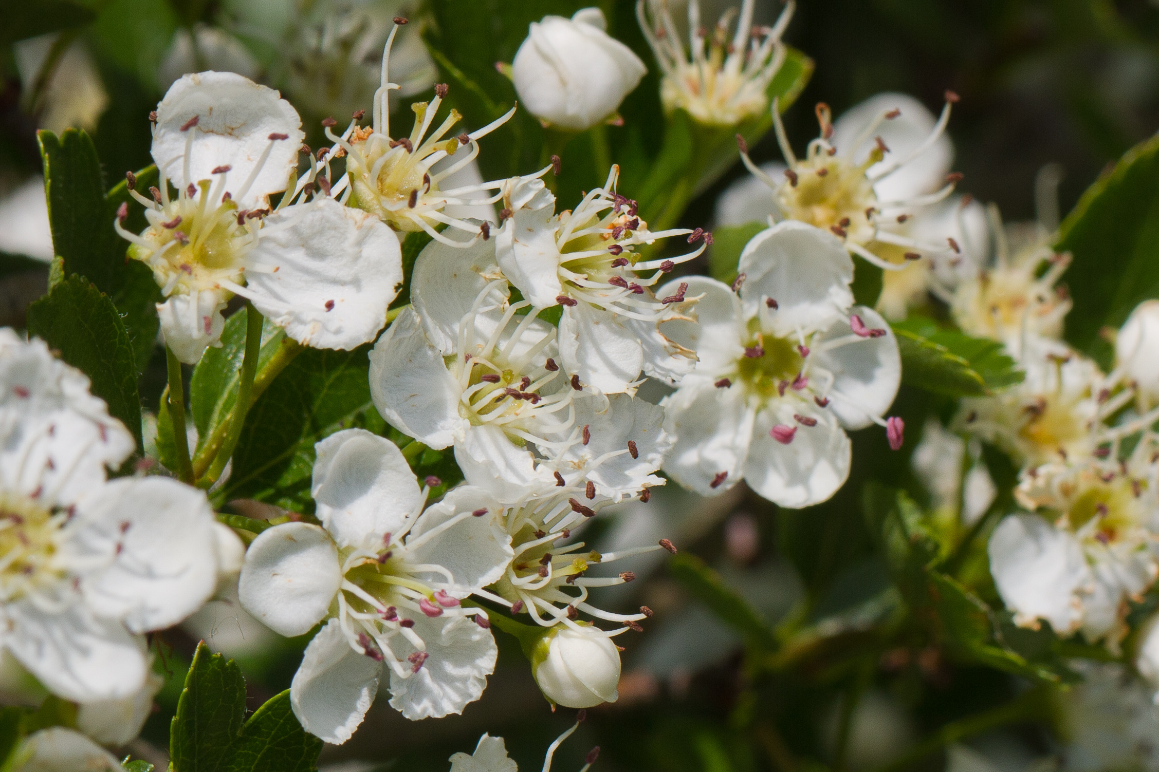 Rosaceae_Crataegus x media cf 1.jpg