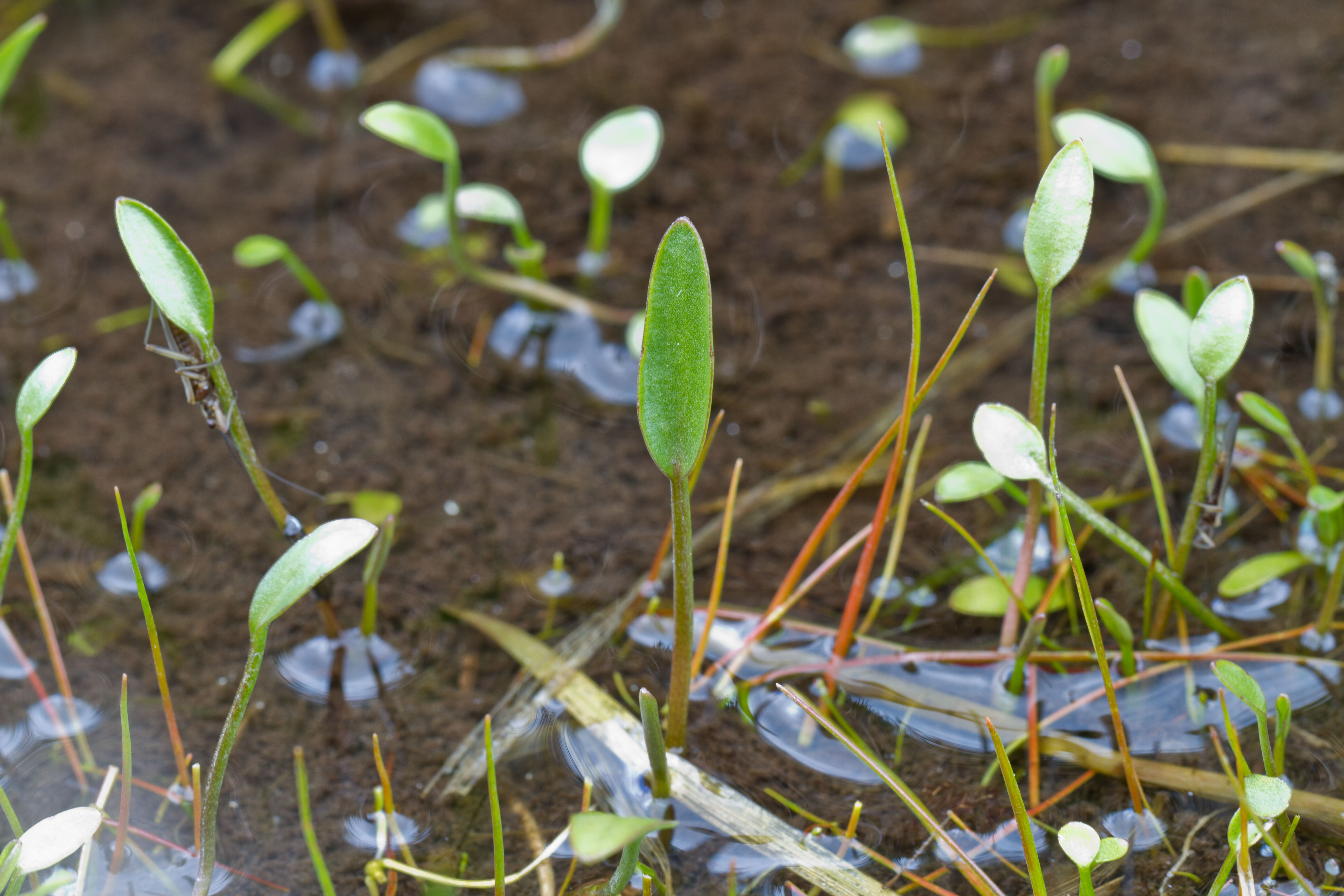 Antirrhinaceae_Limosella aquatica cf 1-2.jpg