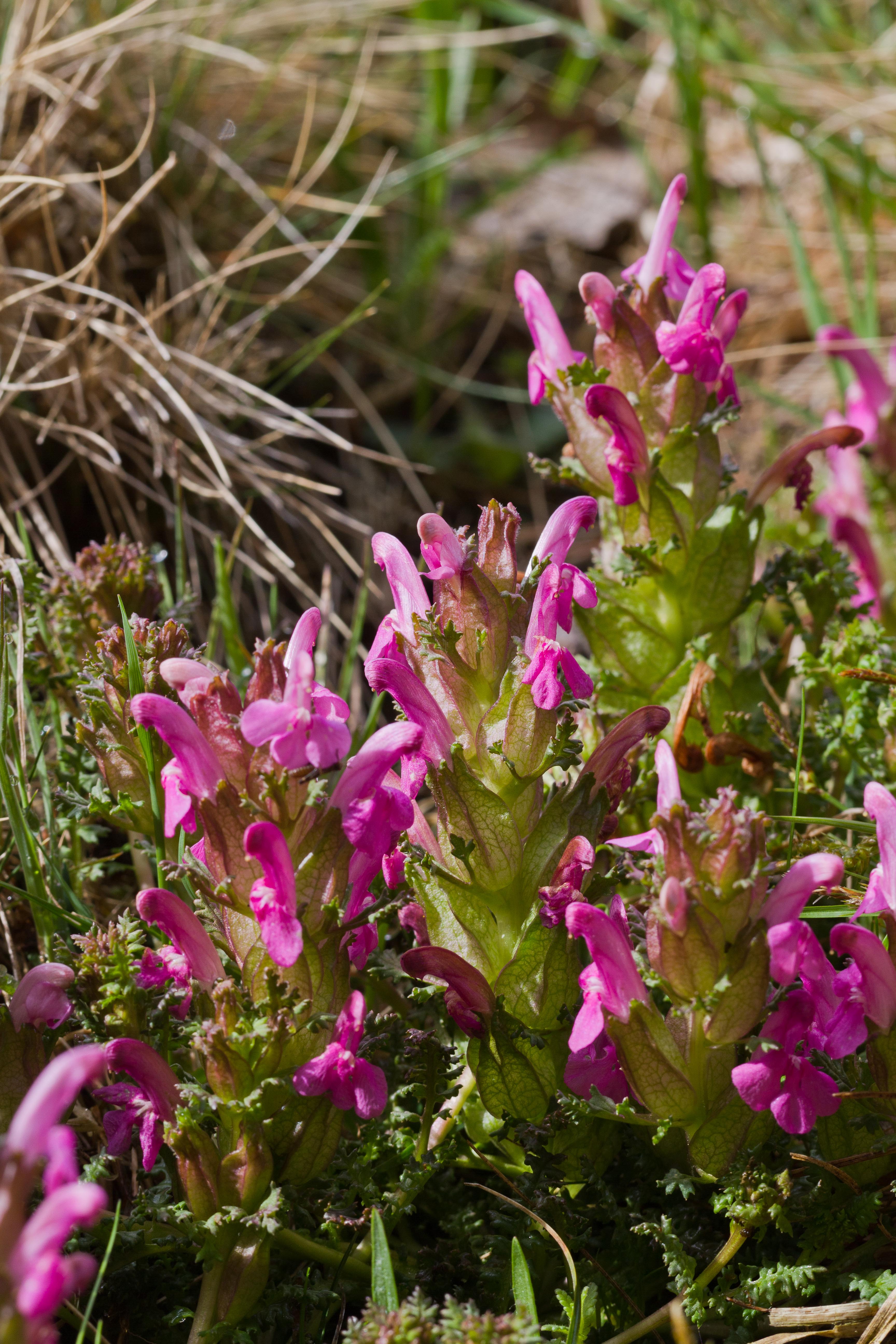 Orobanchaceae_Pedicularis sylvatica 1-2.jpg