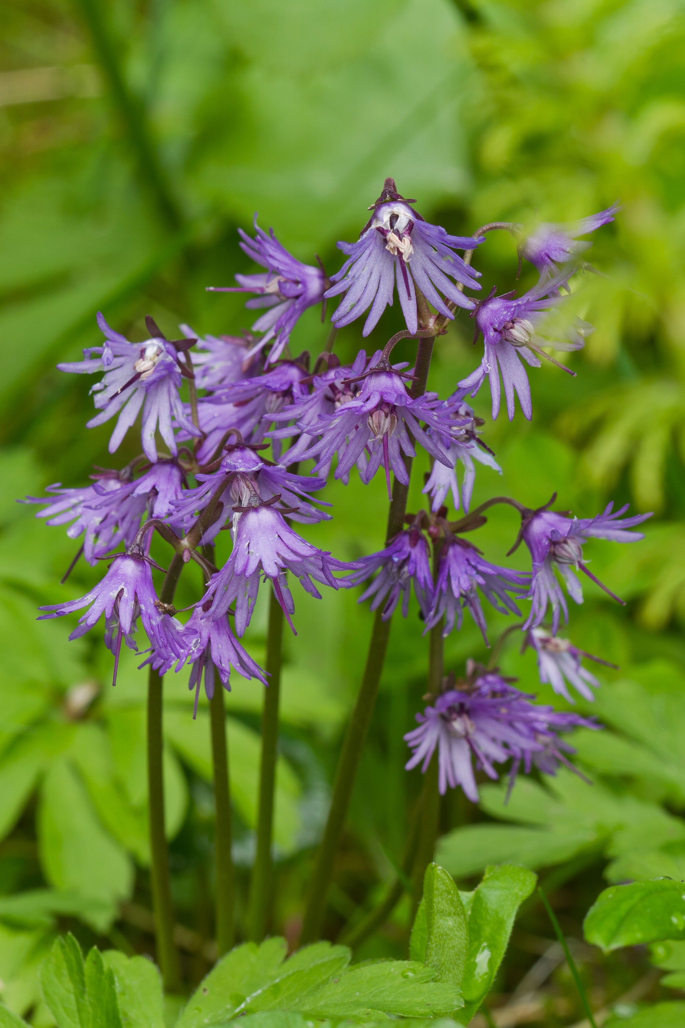 Primulaceae_Soldanella montana 1-2.jpg