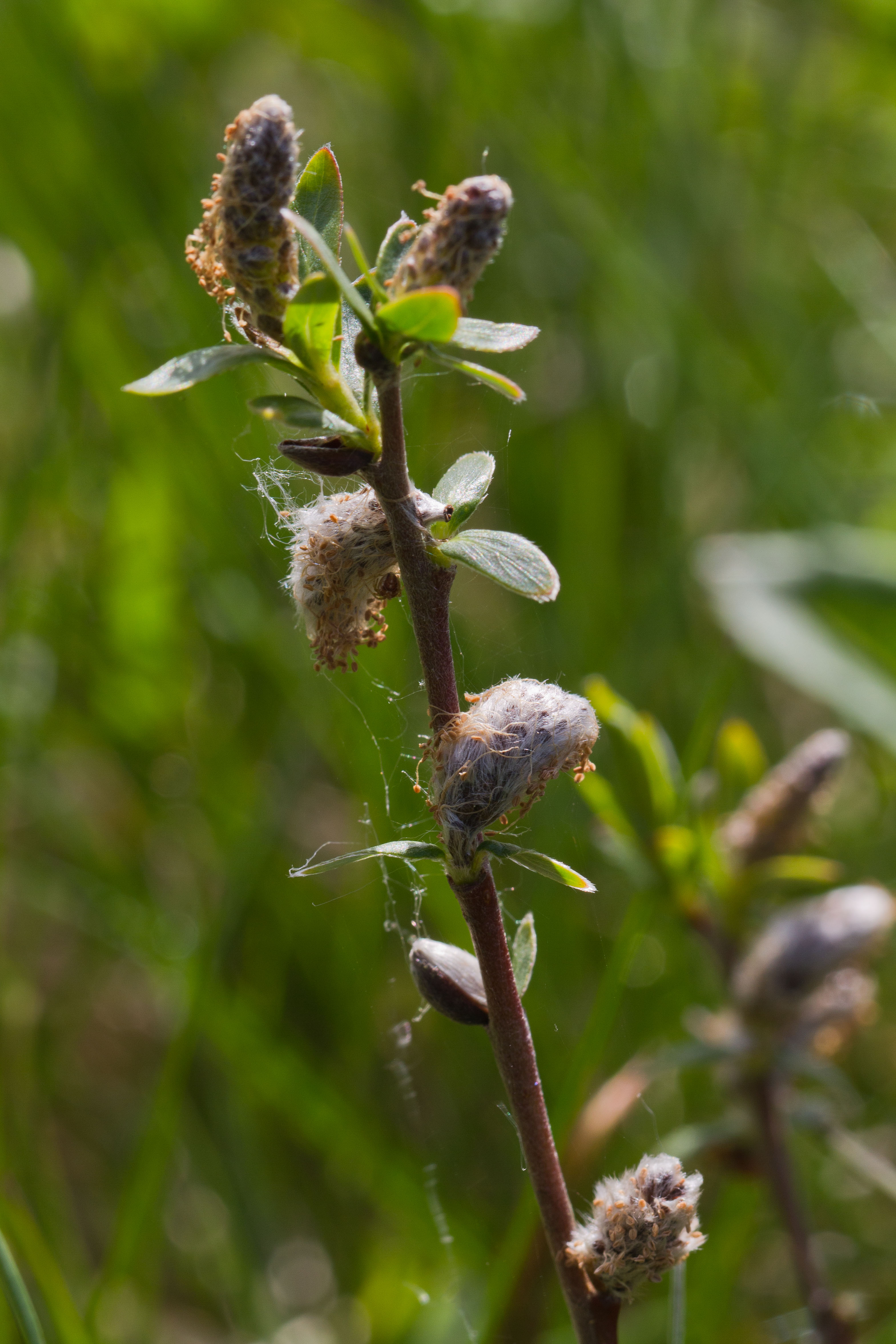 Salicaceae_Salix repens männlich 1-2.jpg